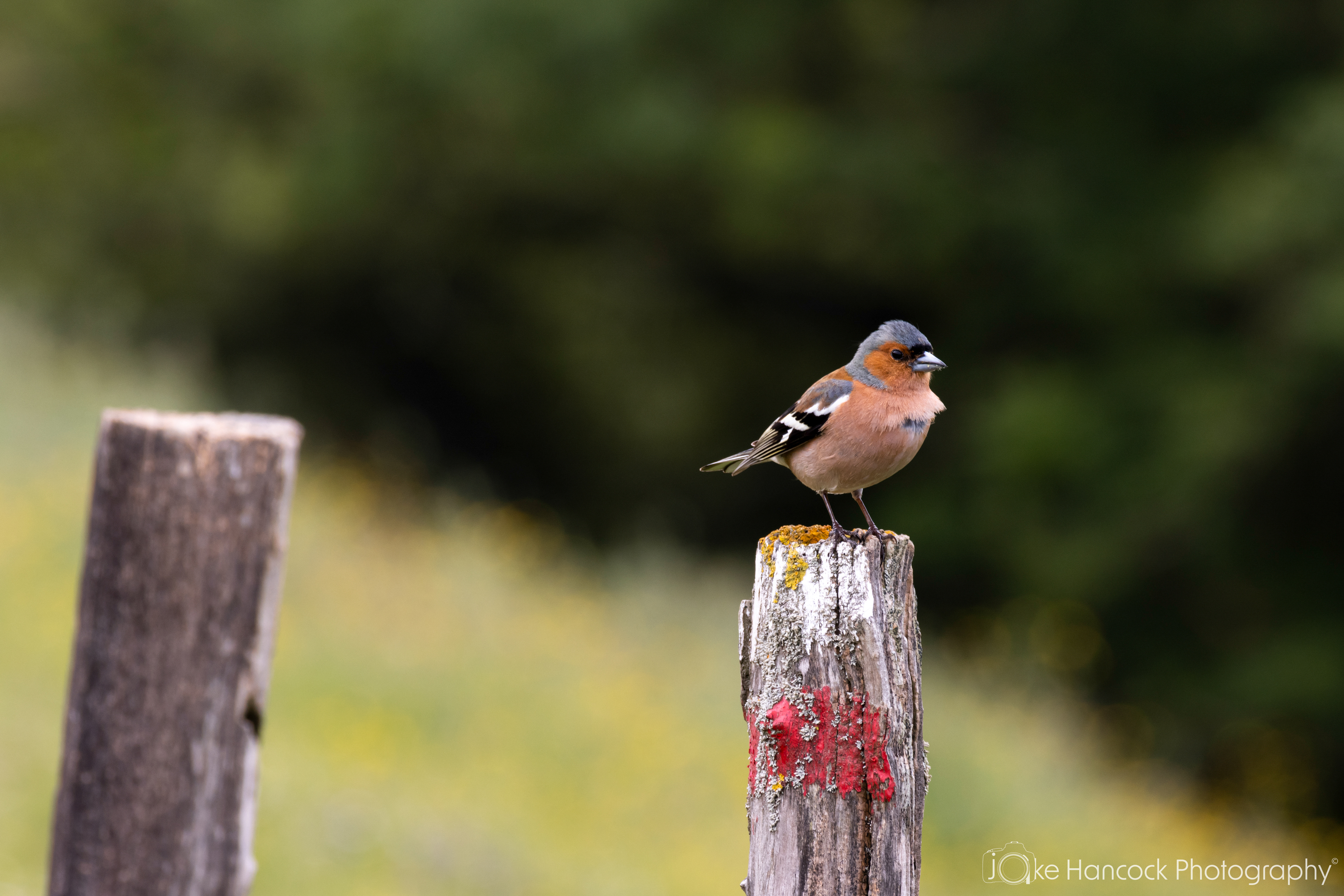 Shutter Speed - 1/125 | Aperture - F10 | ISO - 100