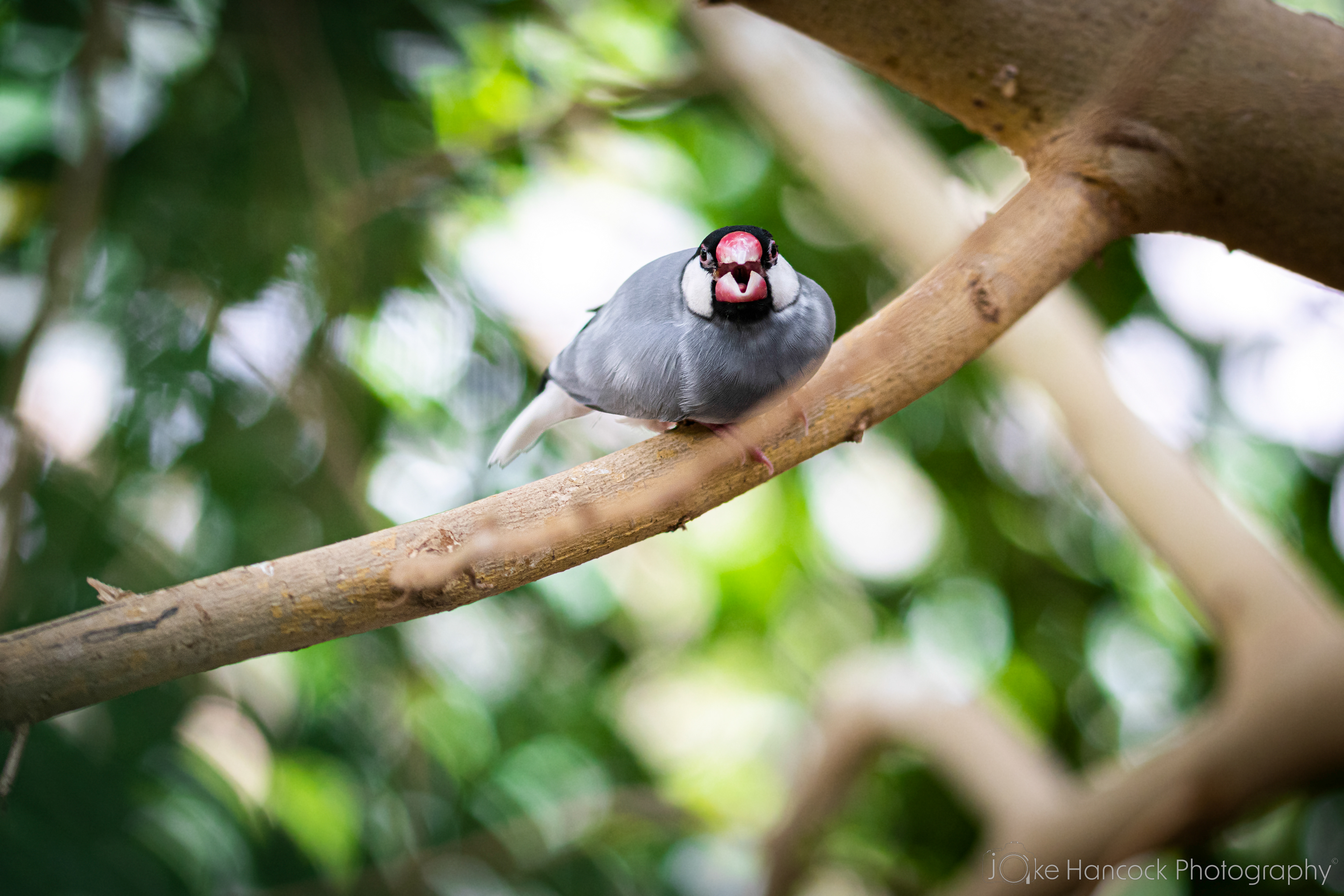Shutter Speed - 1/100 | Aperture - F2.8 | ISO - 400