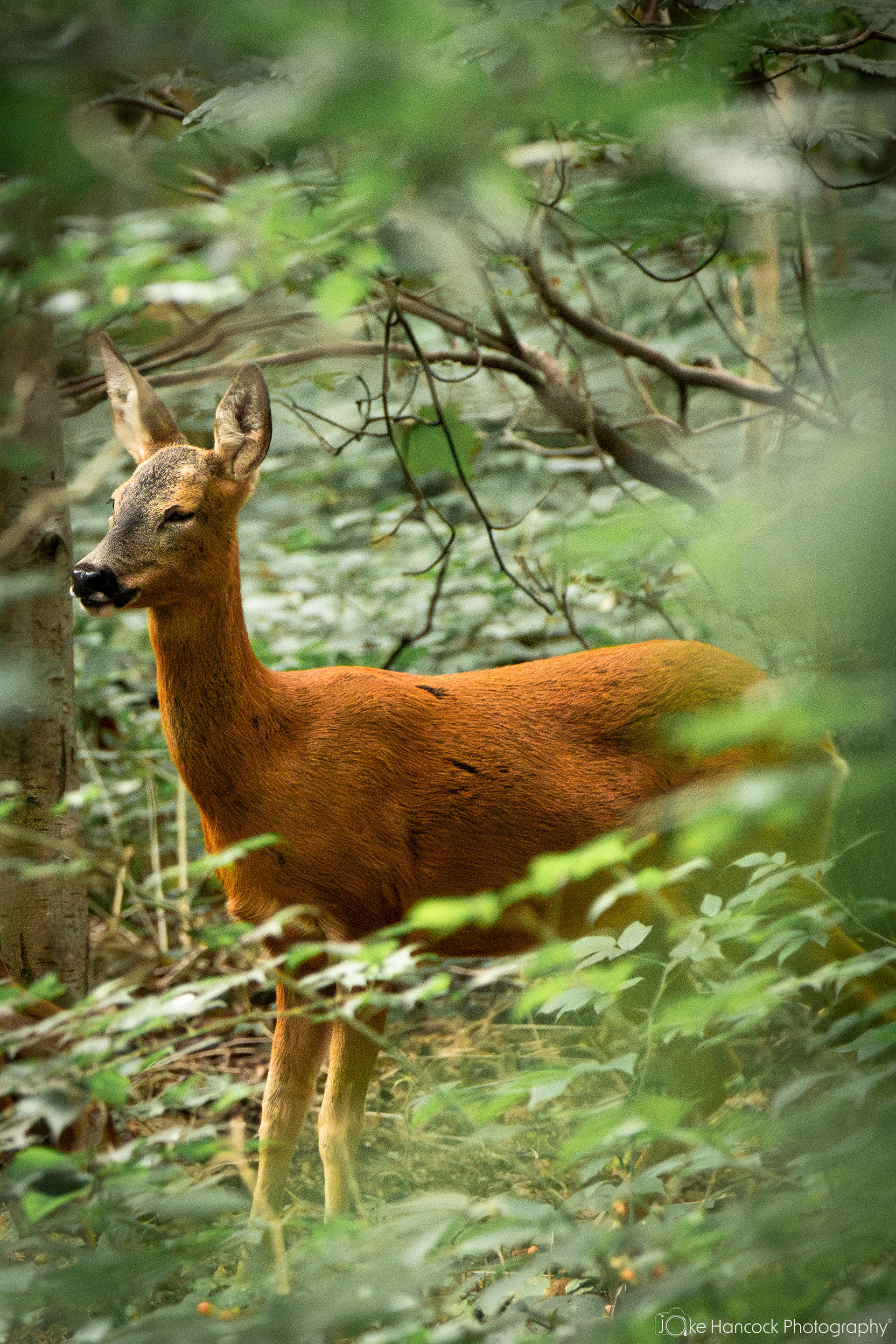 Shutter Speed - 1/125 | Aperture - F7.1 | ISO - 2000