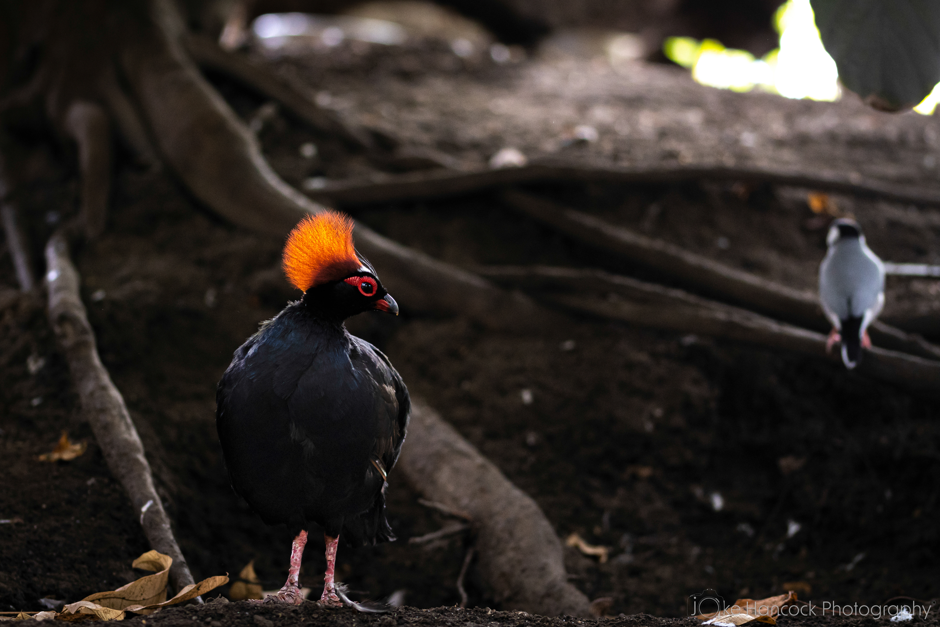 Shutter Speed - 1/100 | Aperture - F2.8 | ISO - 400