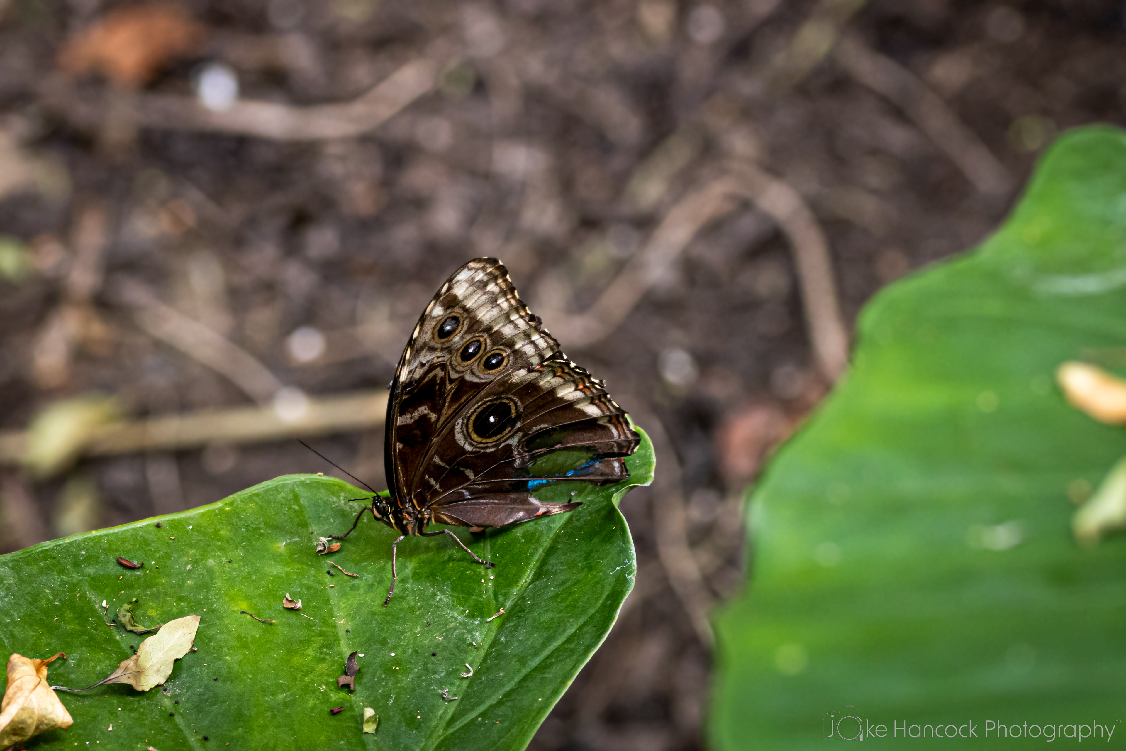 Shutter Speed - 1/125 | Aperture - F5.0 | ISO - 400