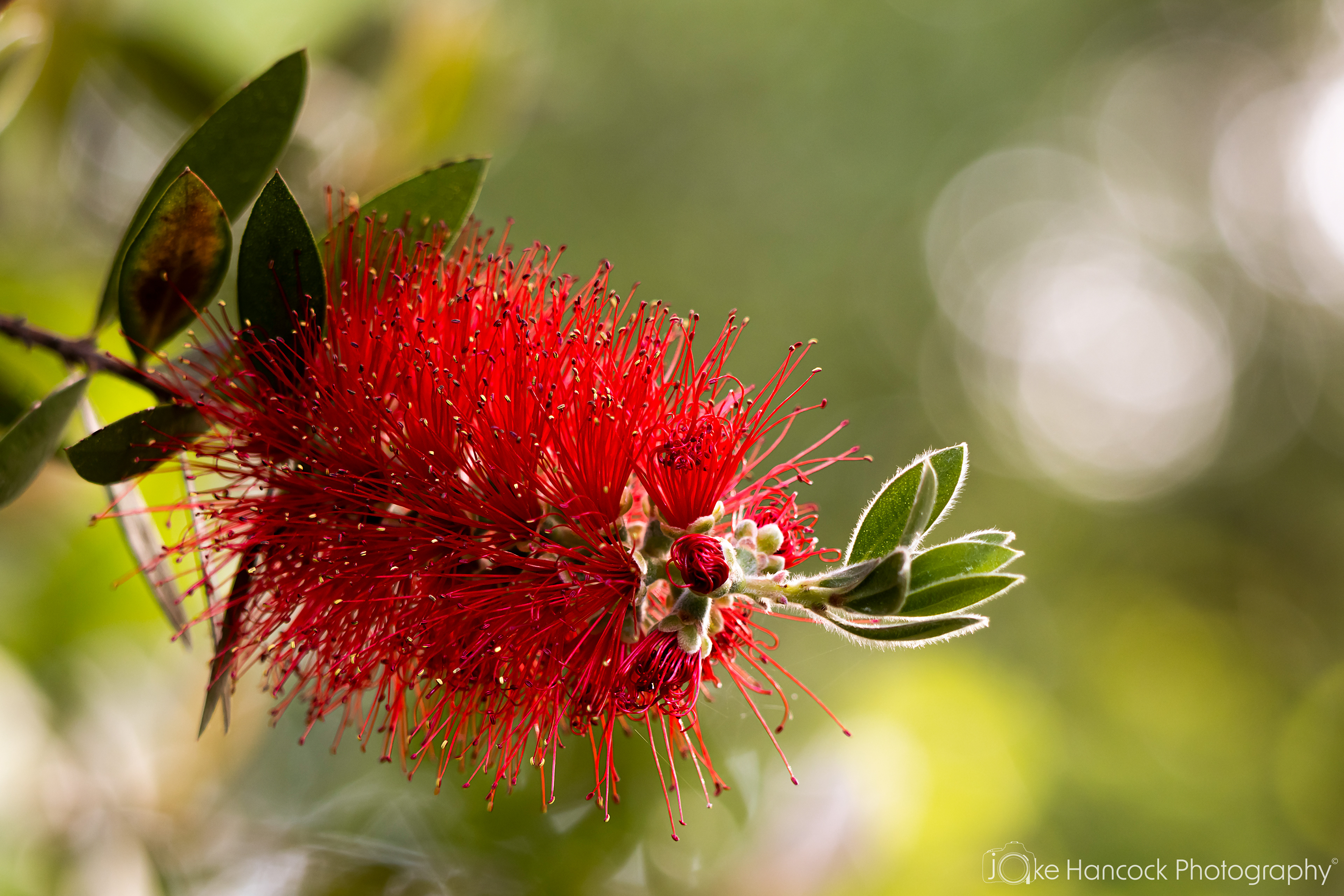 Shutter Speed - 1/60 | Aperture - F5.0 | ISO - 200