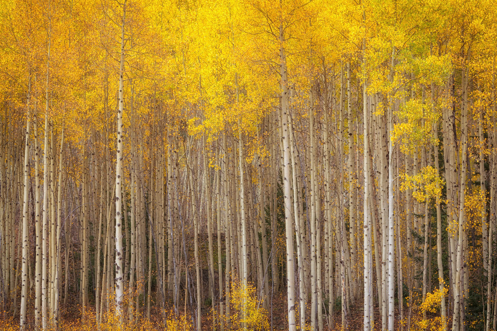 Aspen Autumn