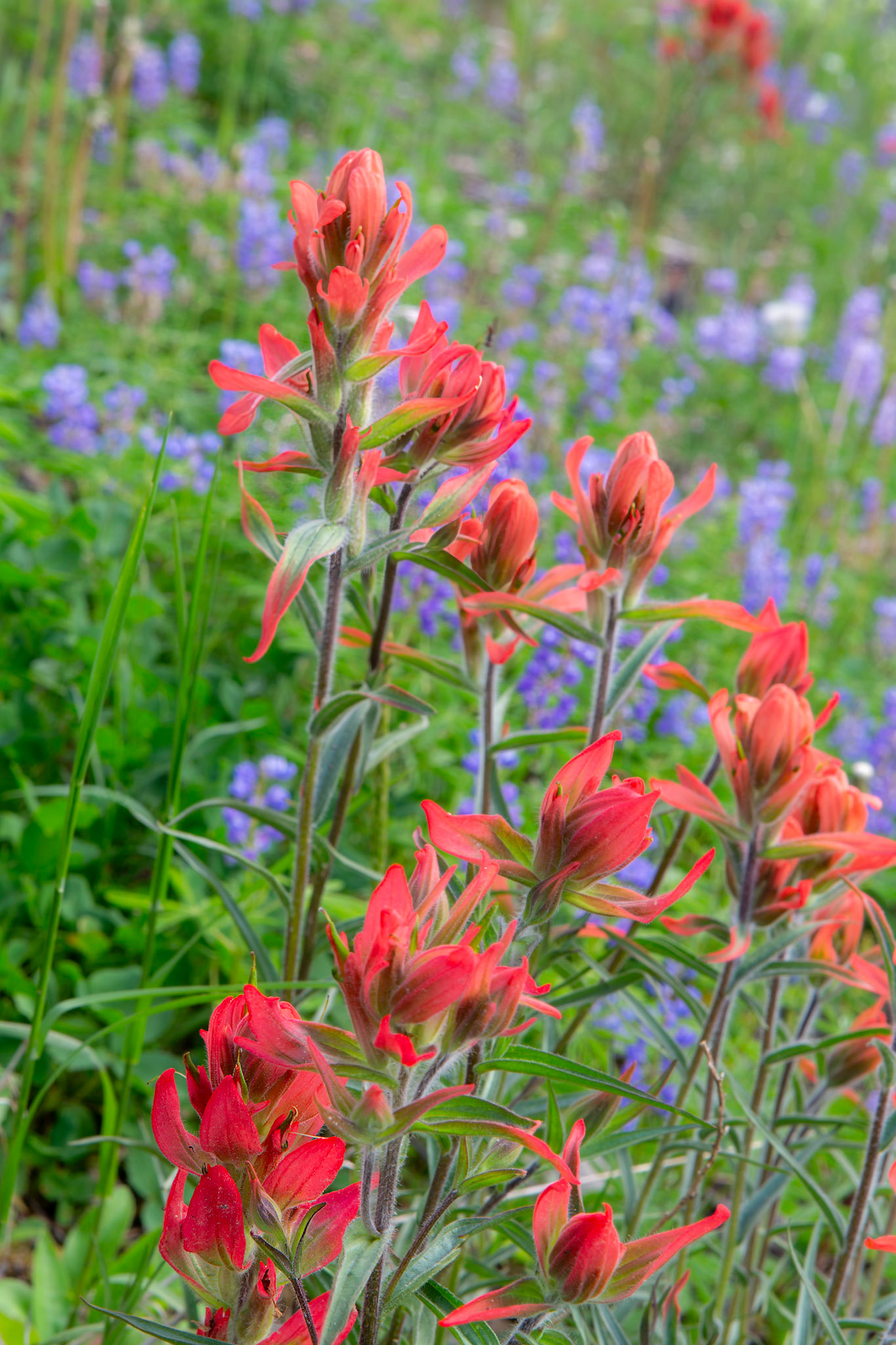 Indian Paintbrush