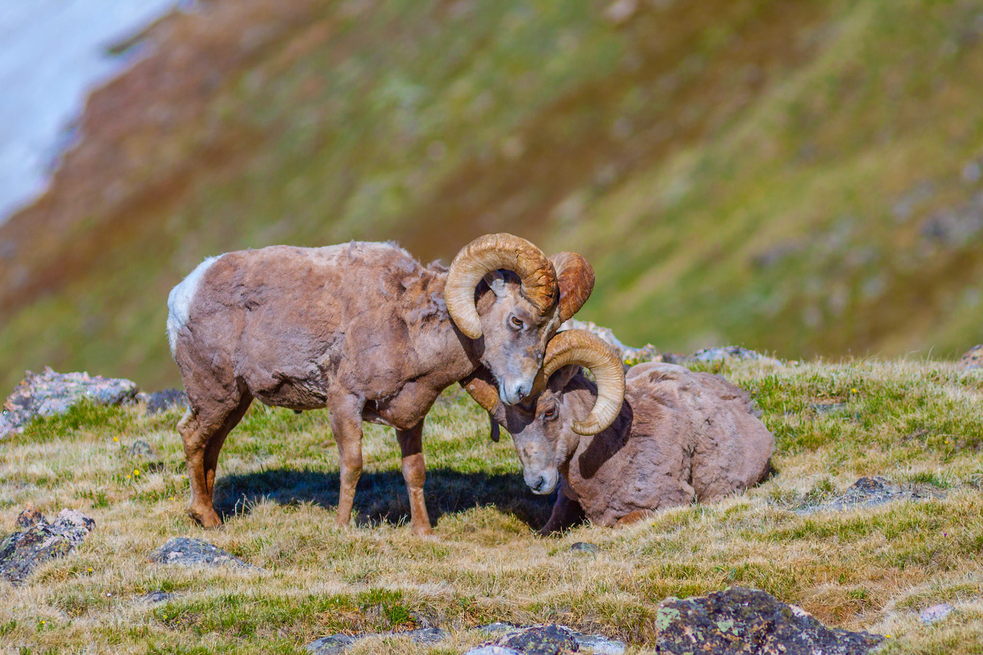 Big Horn Rams
