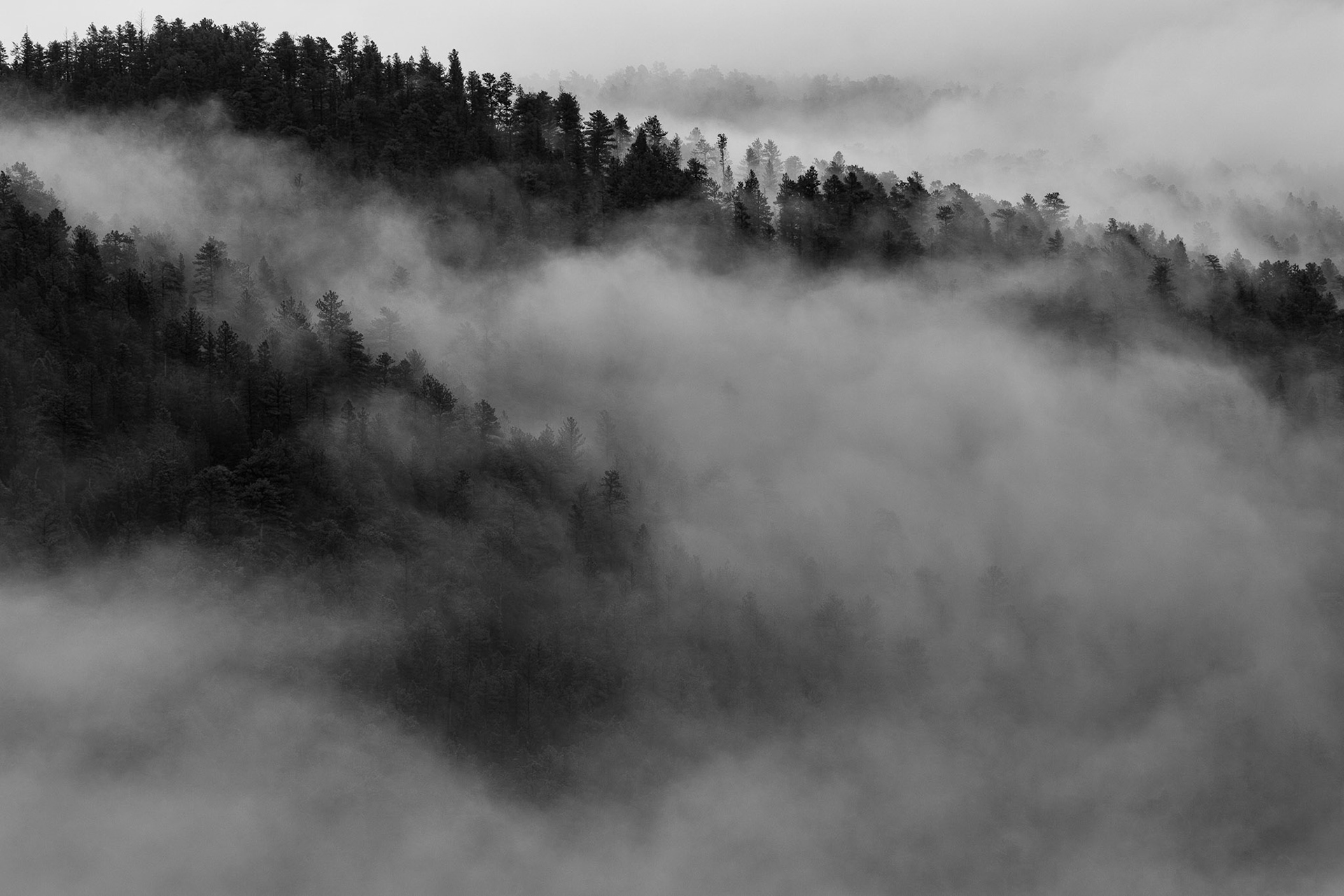 Clouds in Trees (B&W)