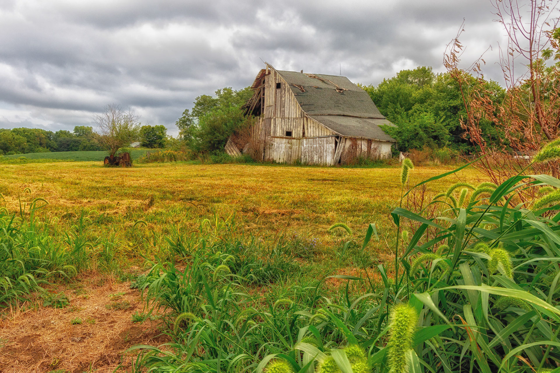Weeds and Clouds