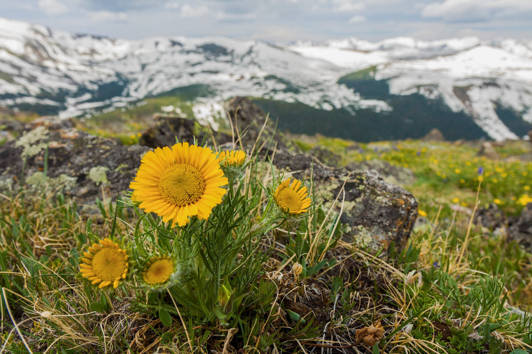 Old Man of the Mountain (Alpine Sunflower)