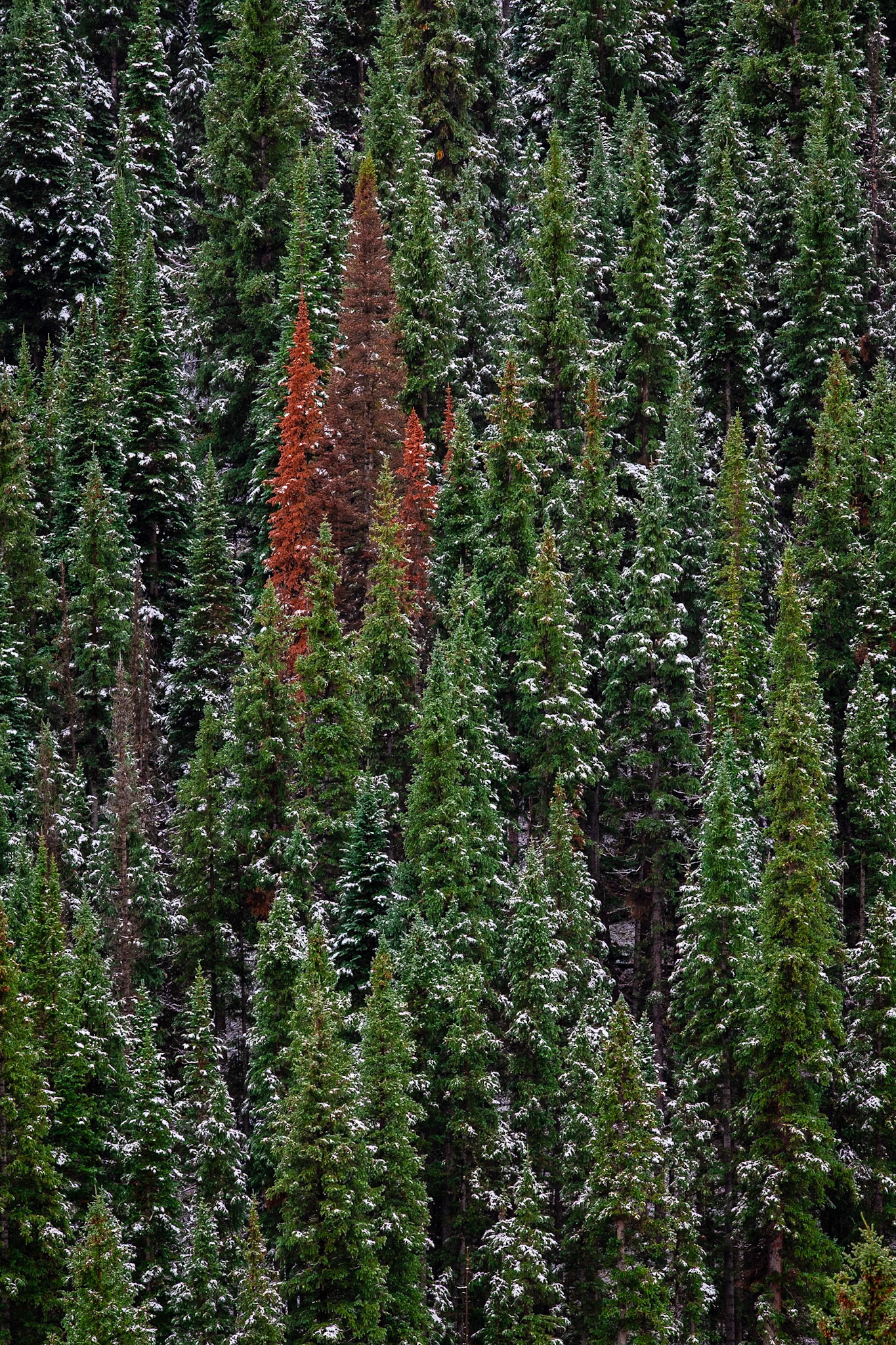 Animas Vertical