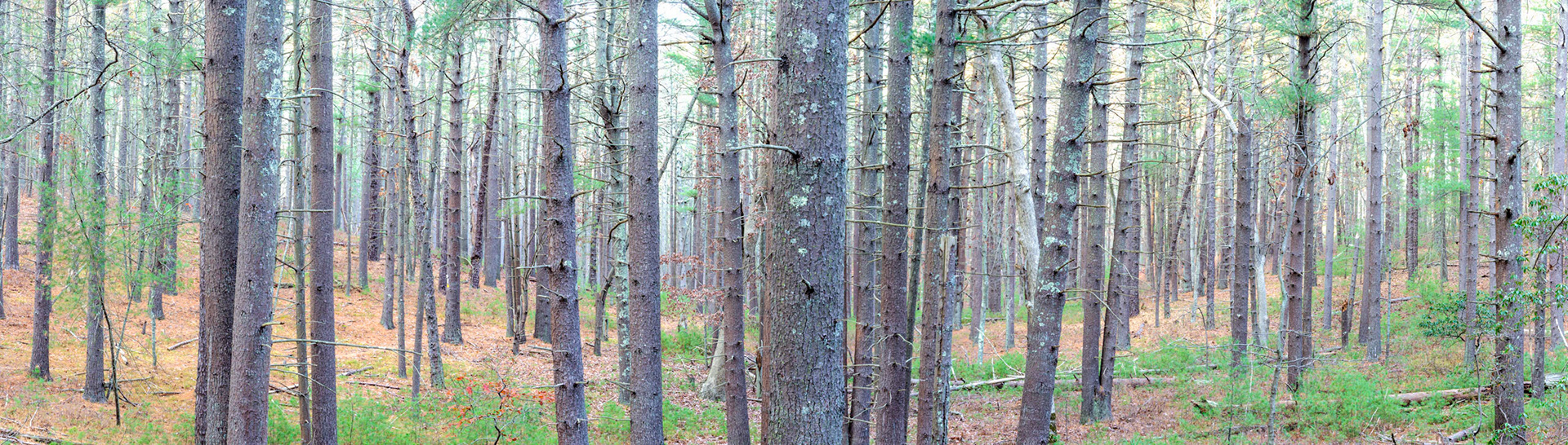 Wilson's Grove