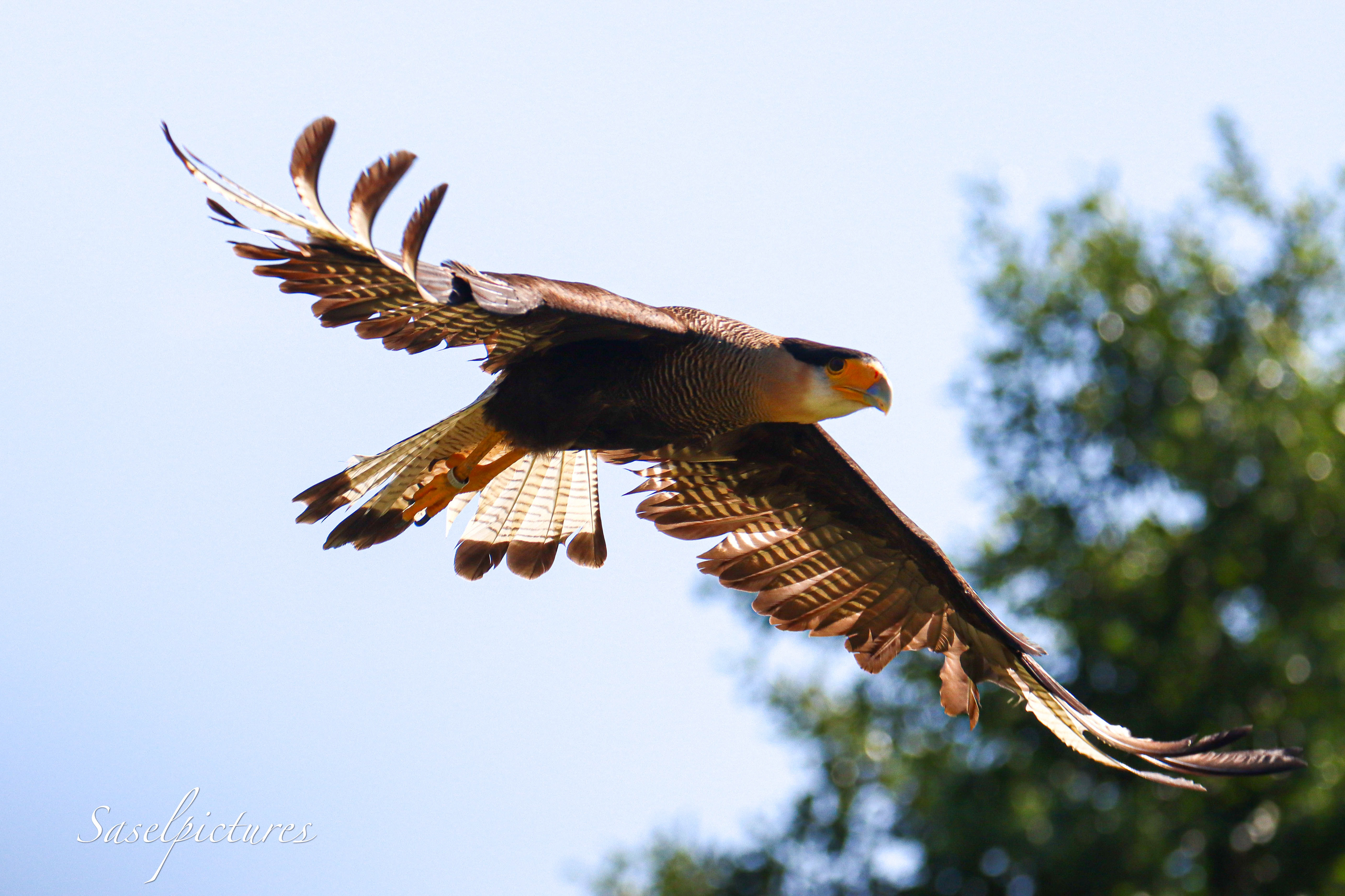 Kuifcaracara