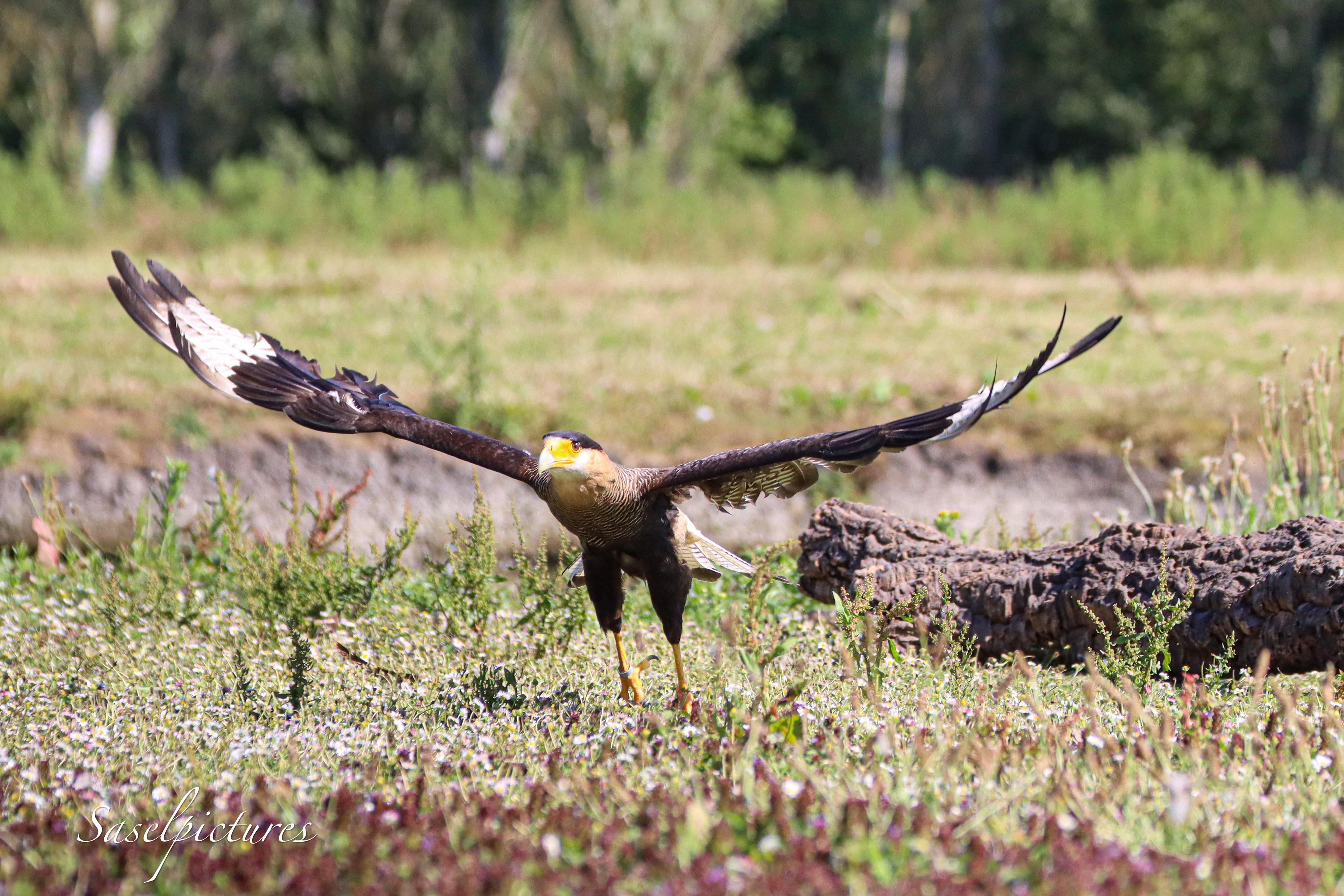 Kuifcaracara