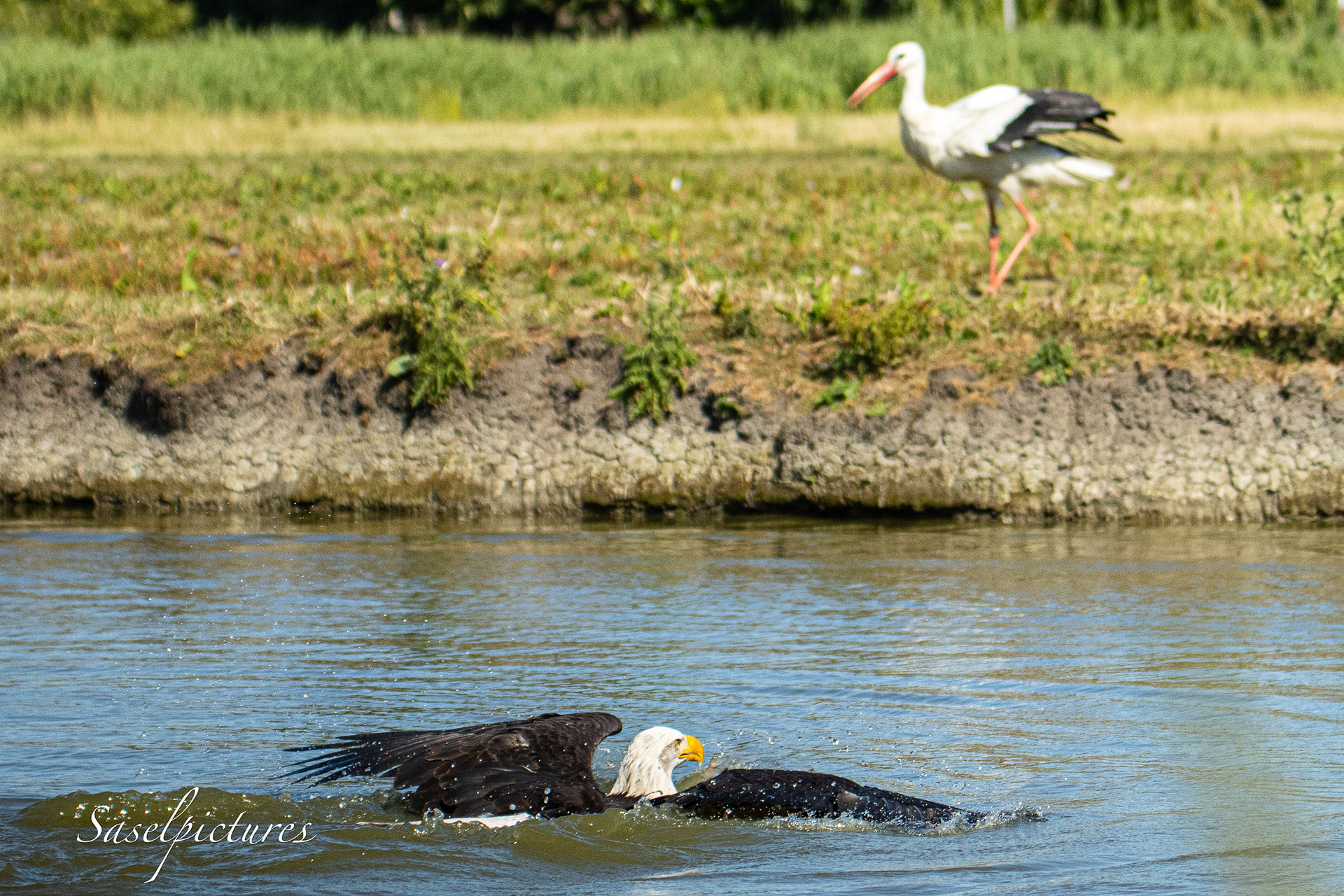 Amerikanse Zeearend