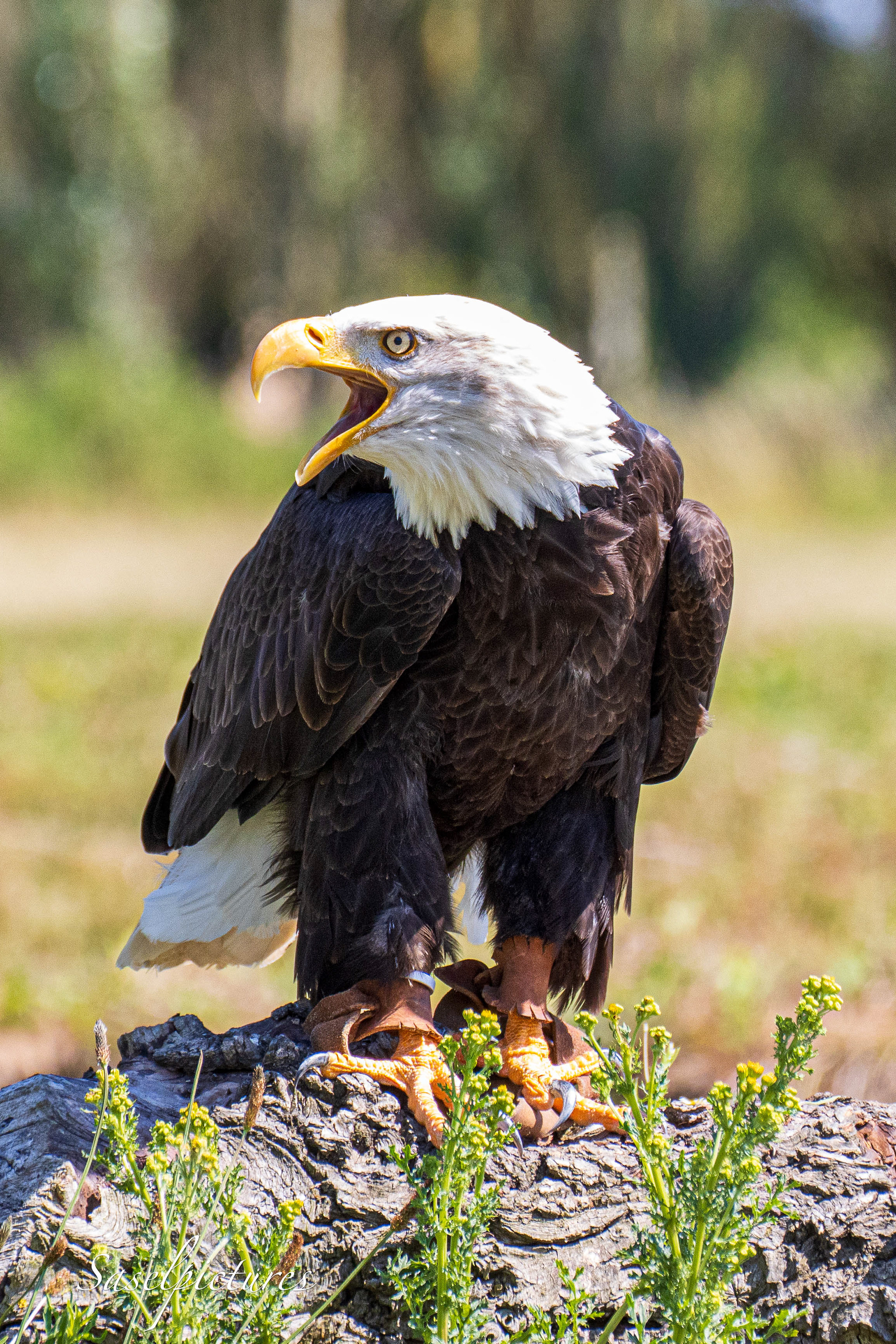 Amerikanse Zeearend