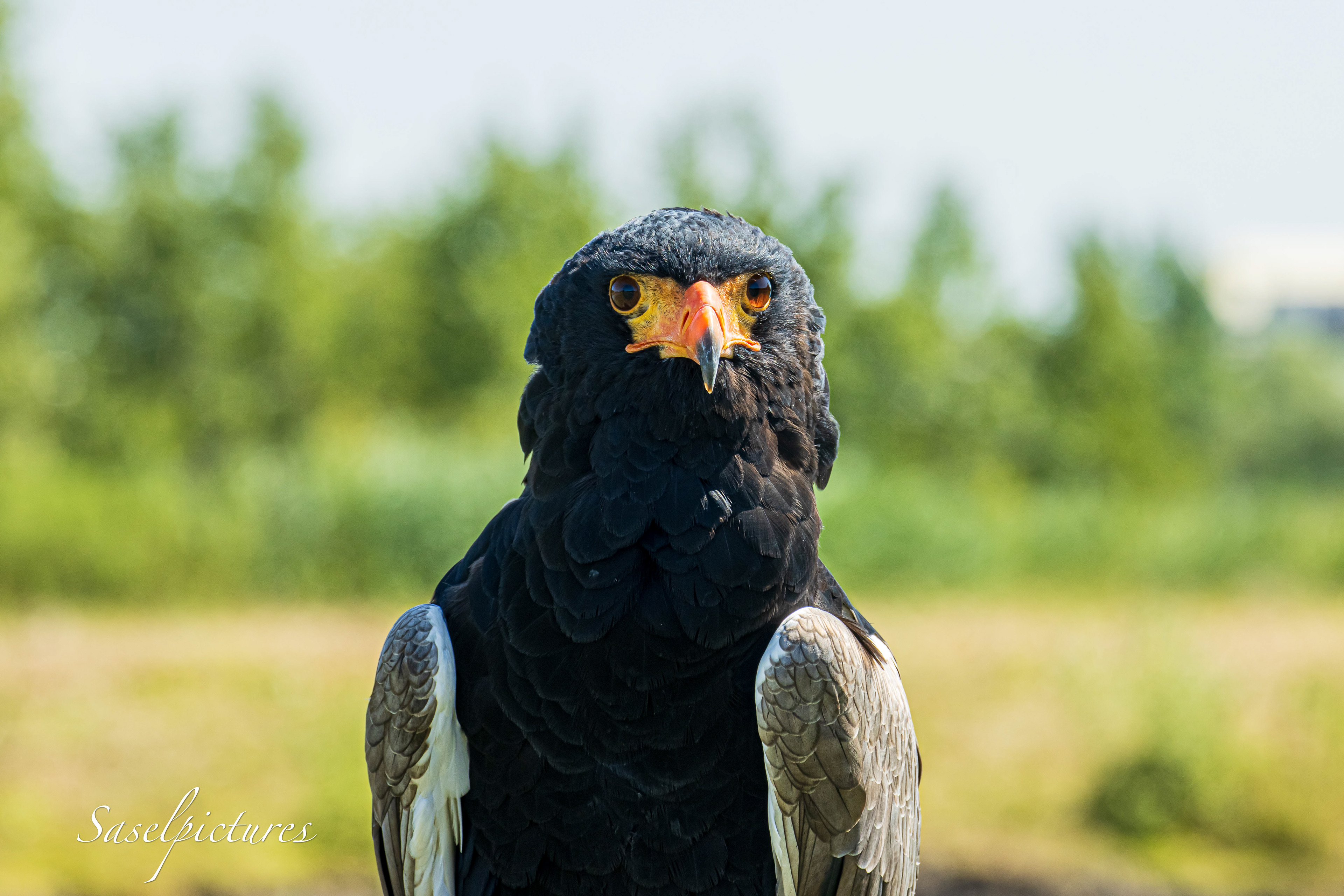 Bateleur
