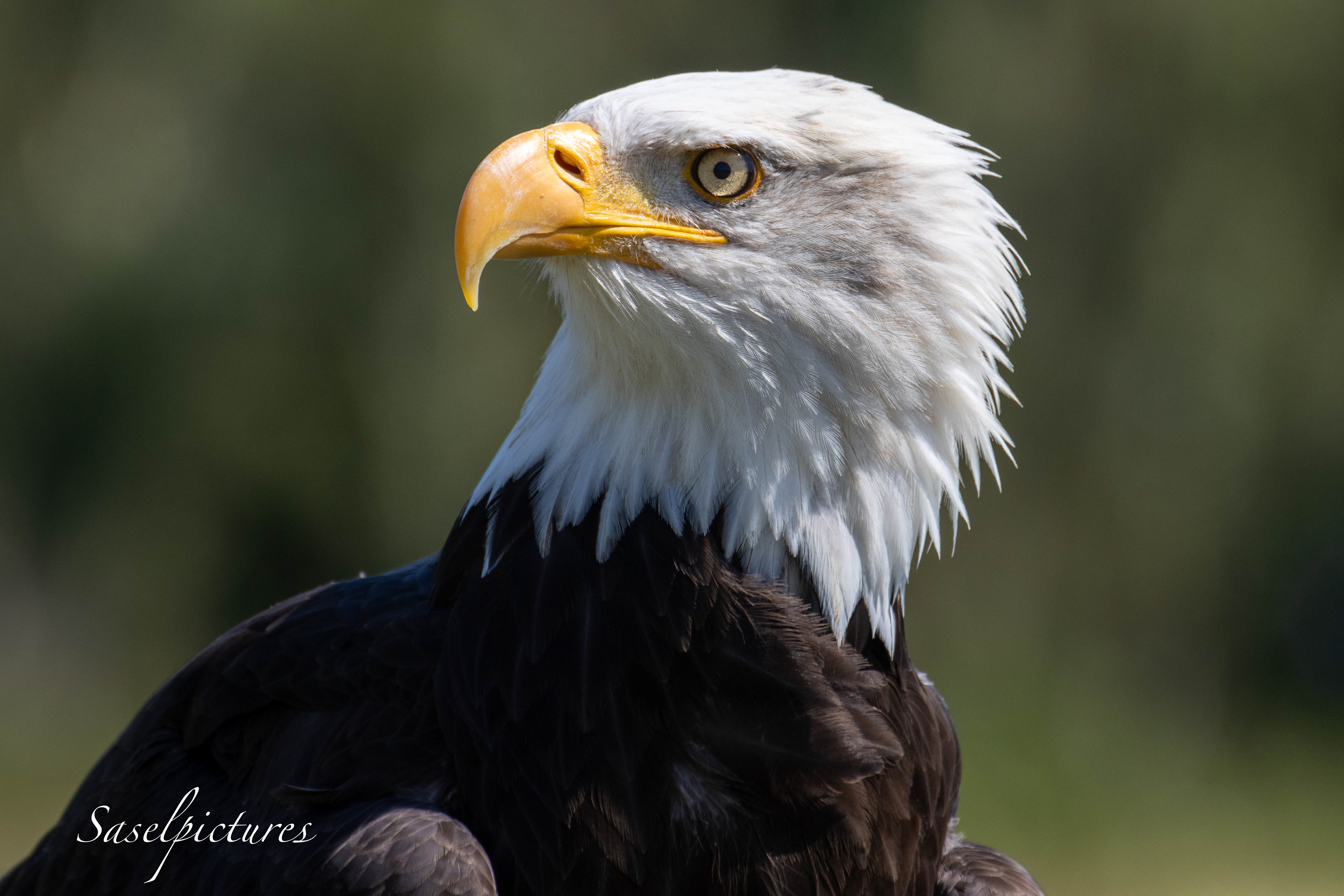 Amerikanse Zeearend