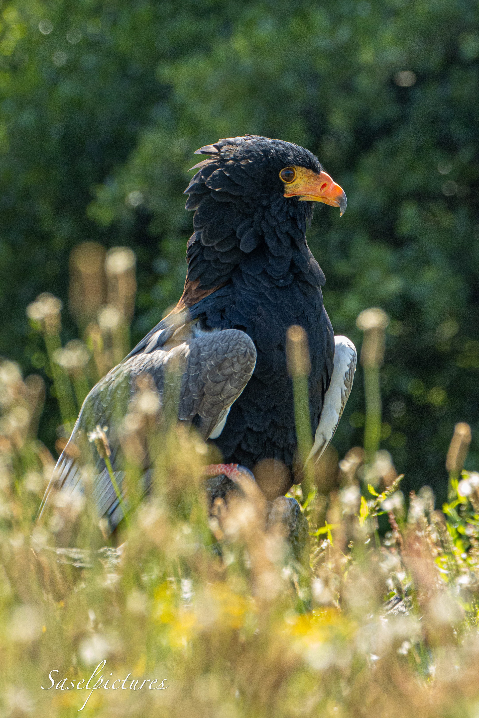 Bateleur