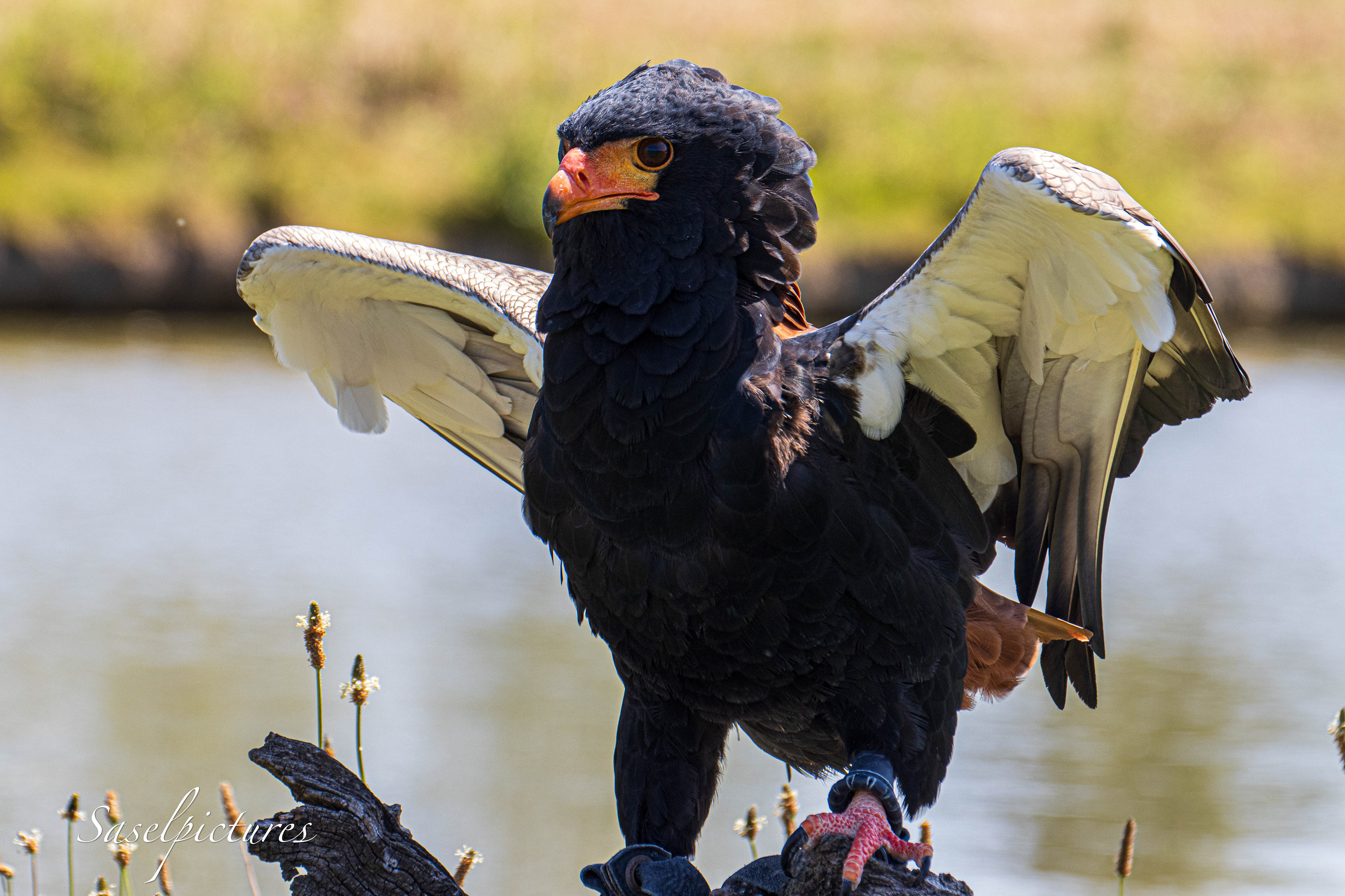 Bateleur
