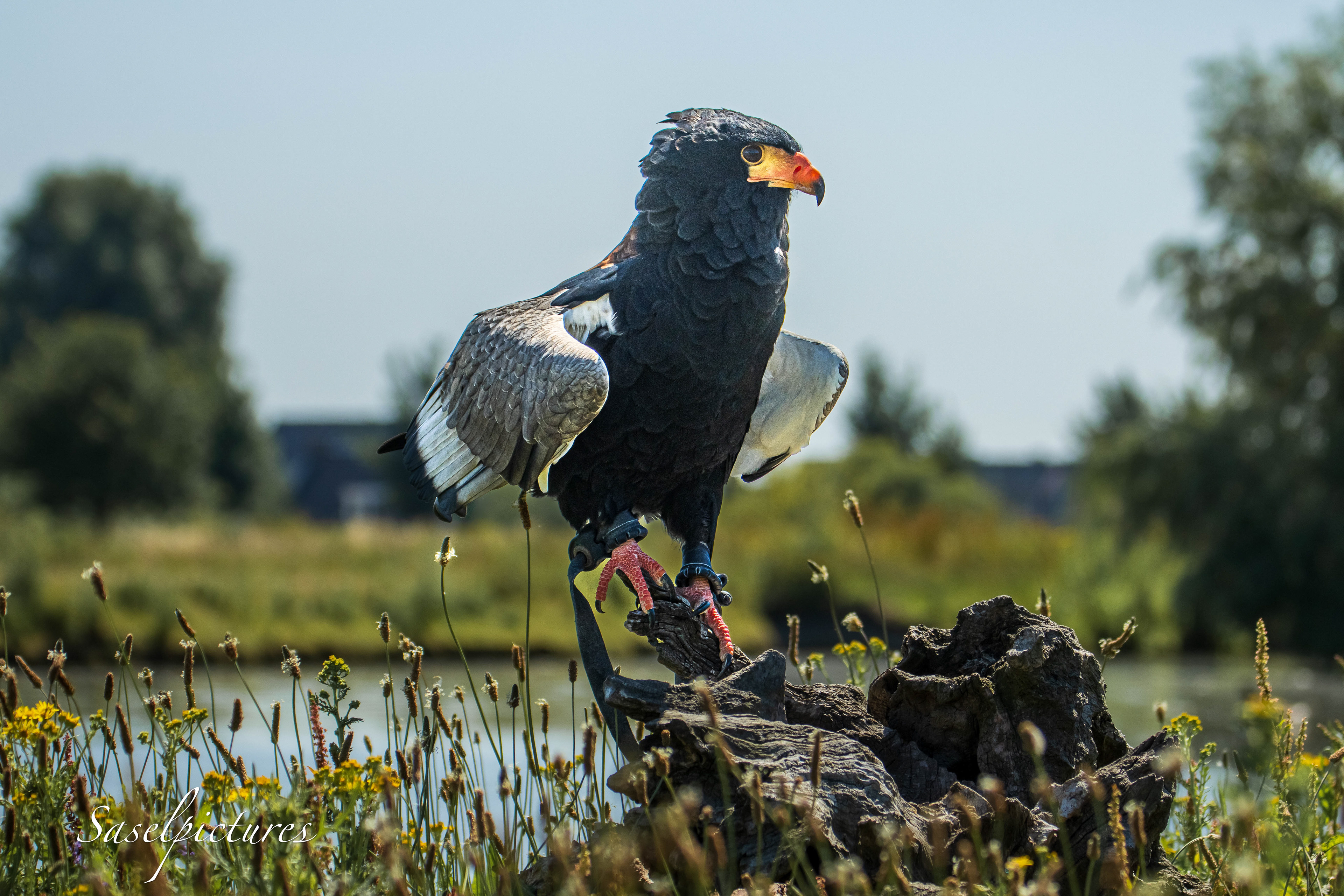 Bateleur