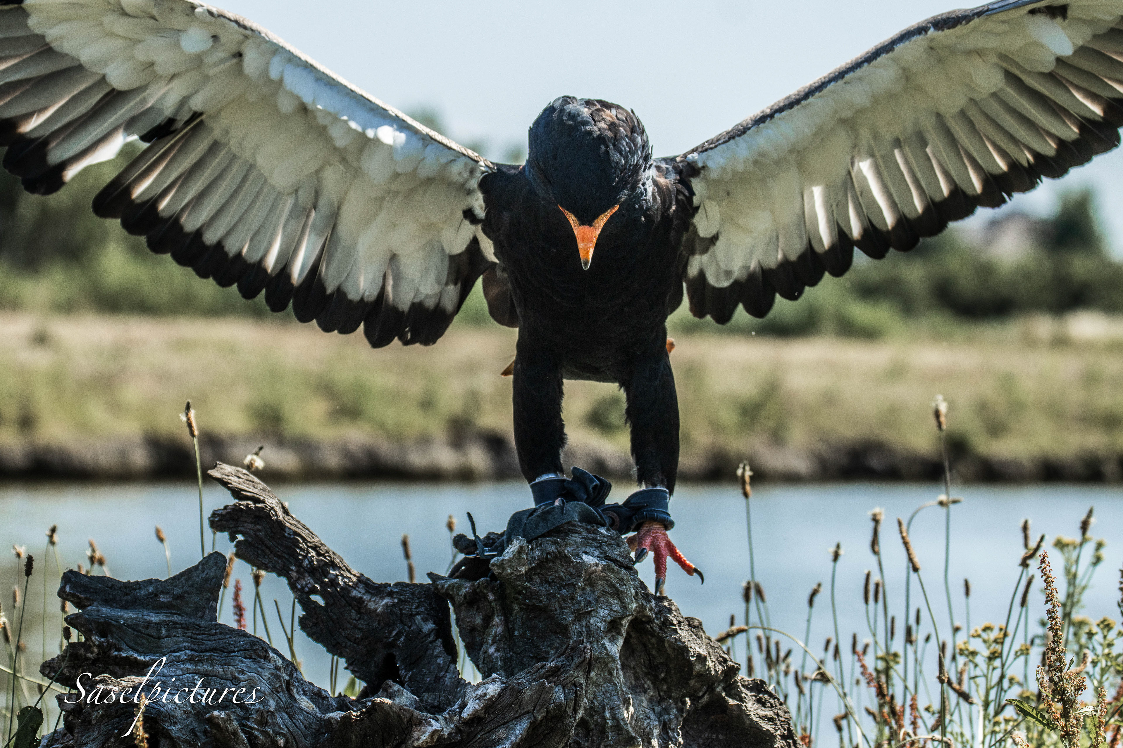 Bateleur