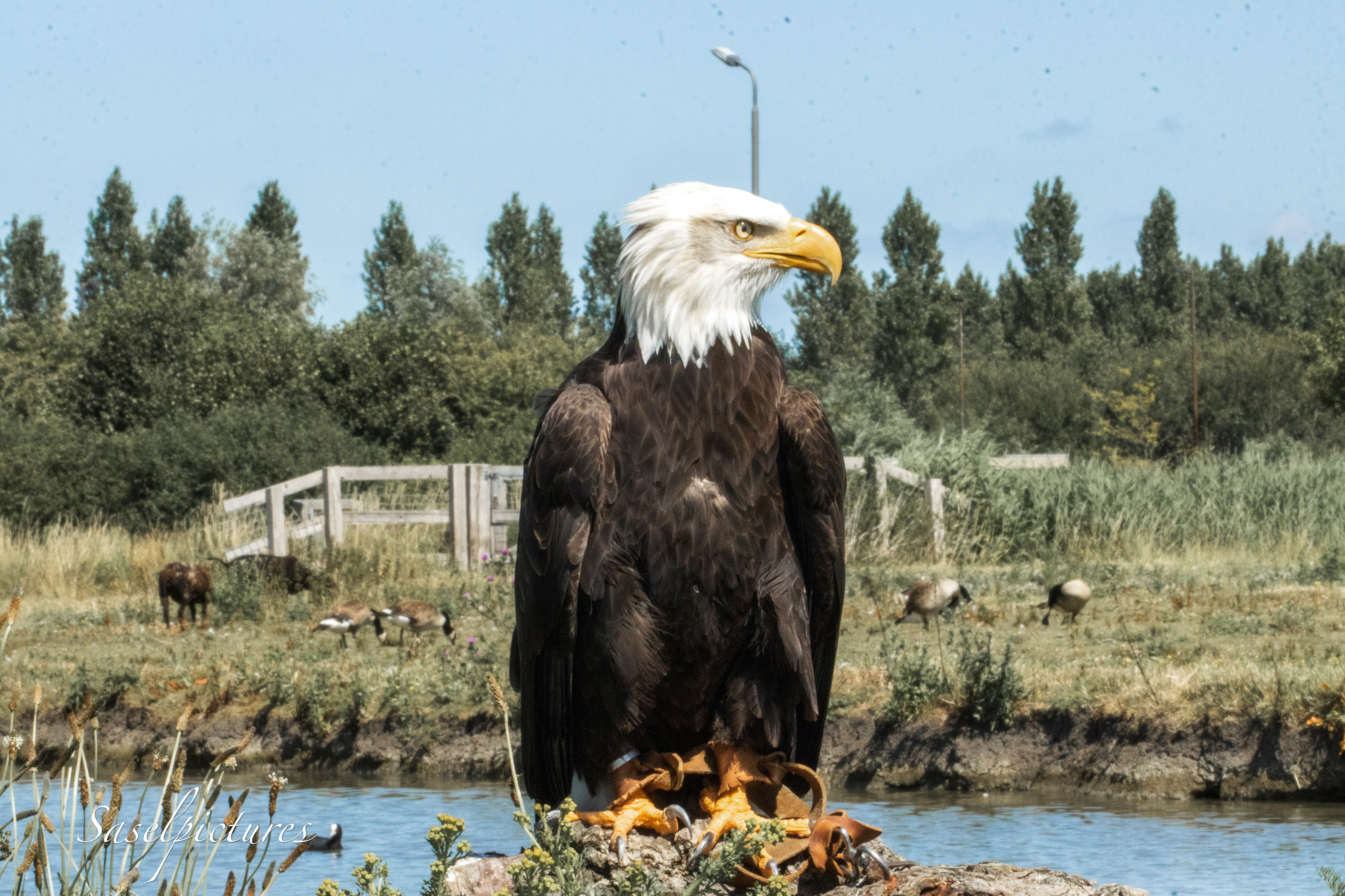 Amerikanse Zeearend