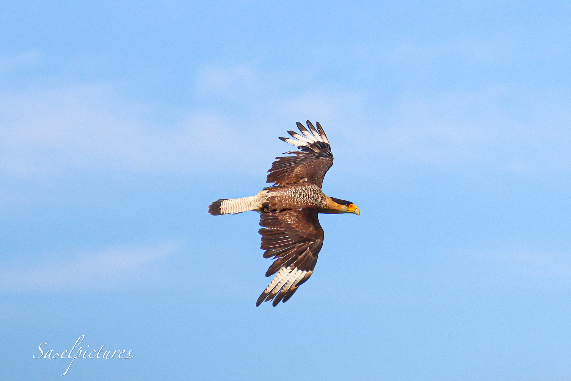 Kuifcaracara