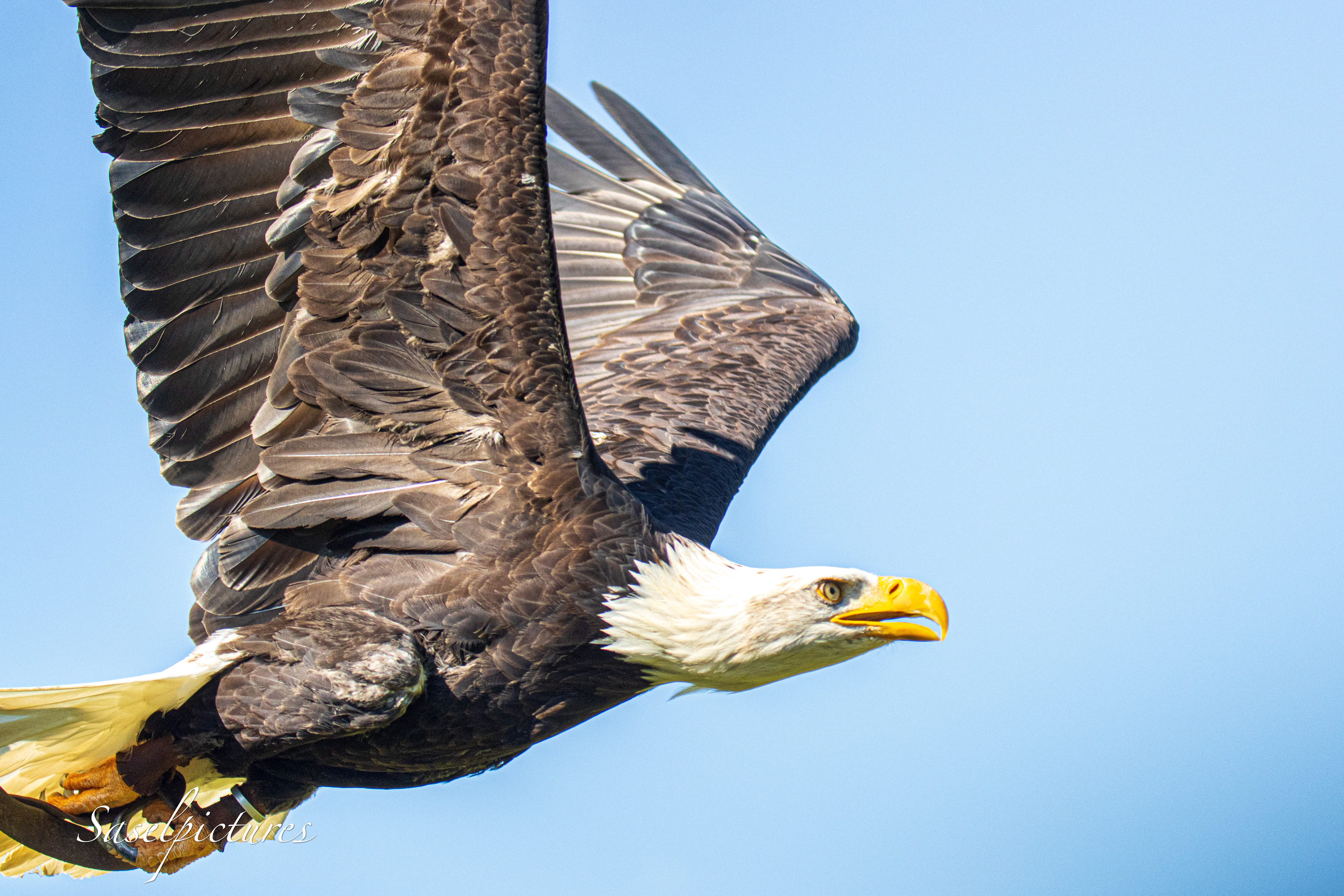 Amerikanse Zeearend