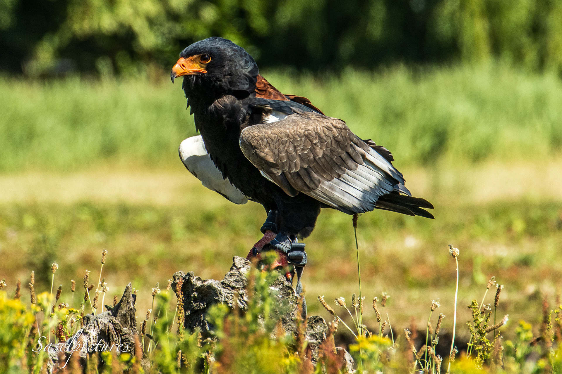 Bateleur