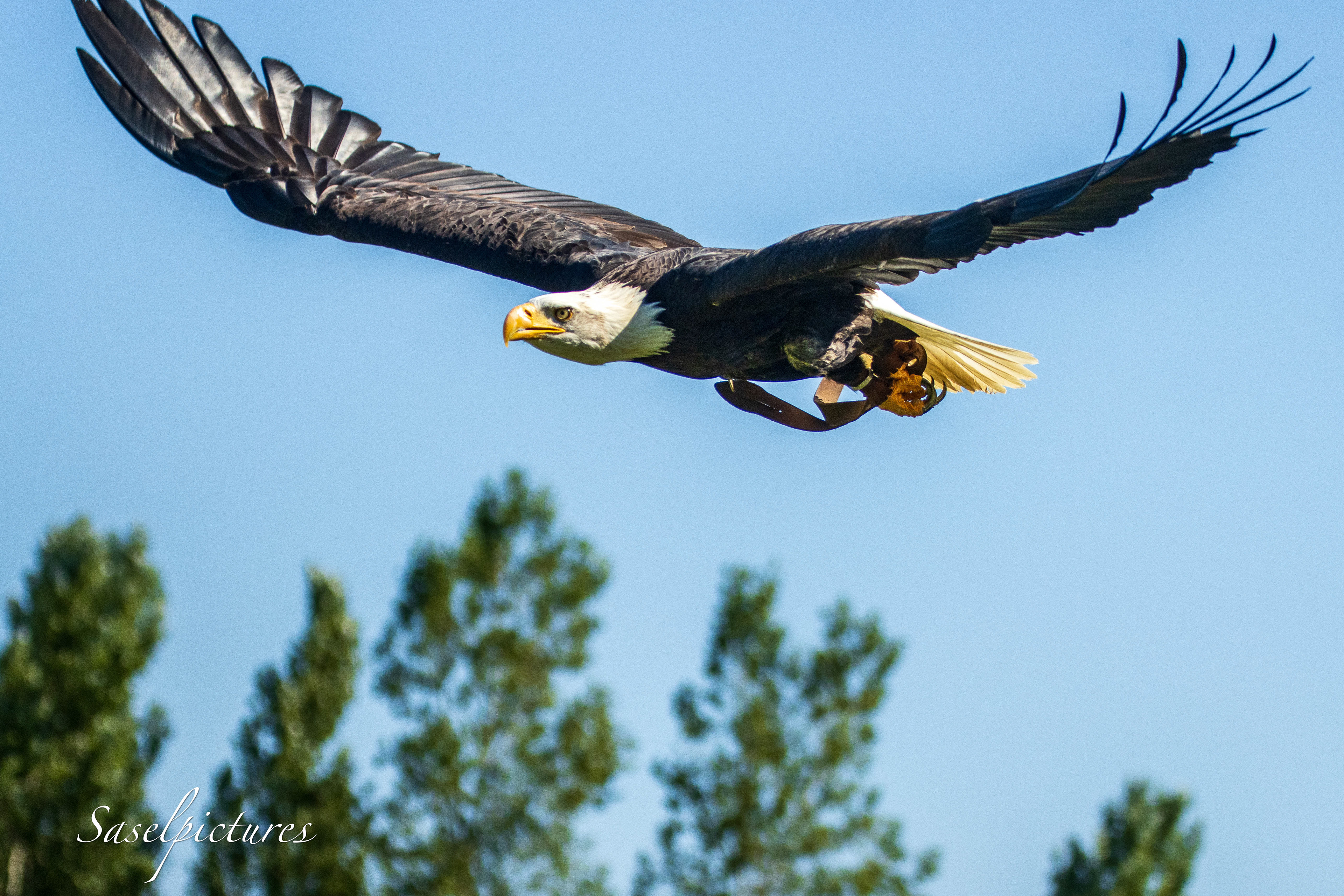 Amerikanse Zeearend