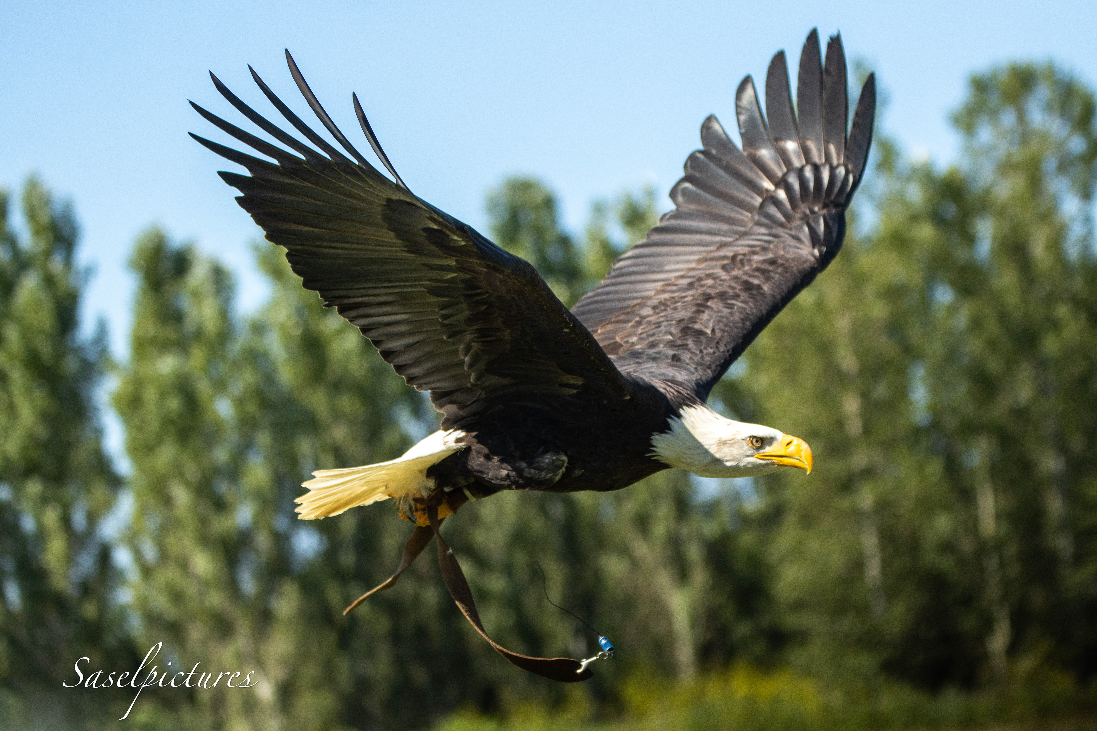 Amerikanse Zeearend