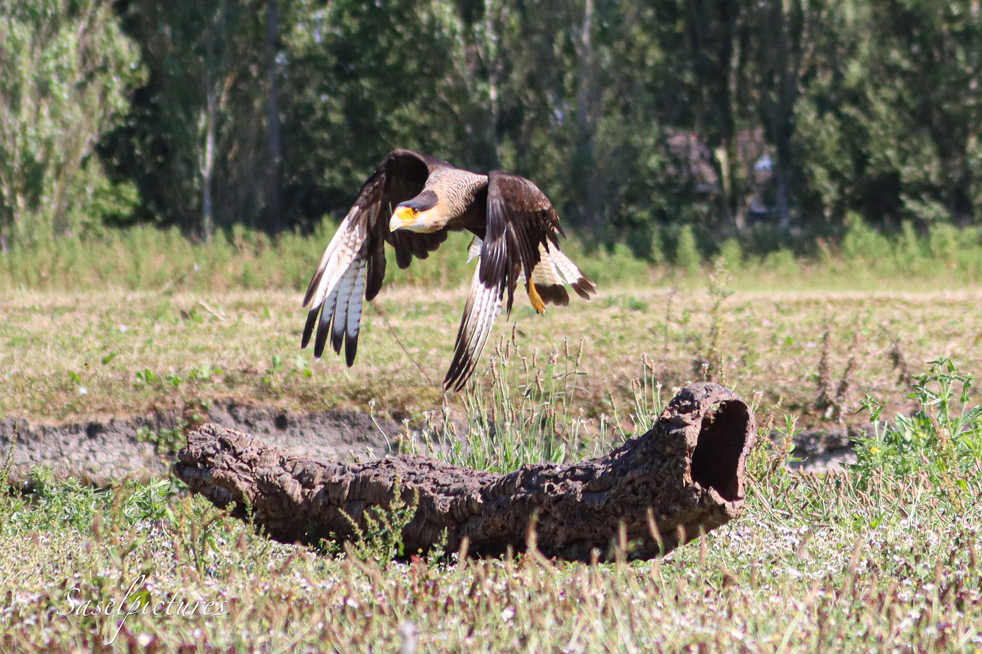 Kuifcaracara