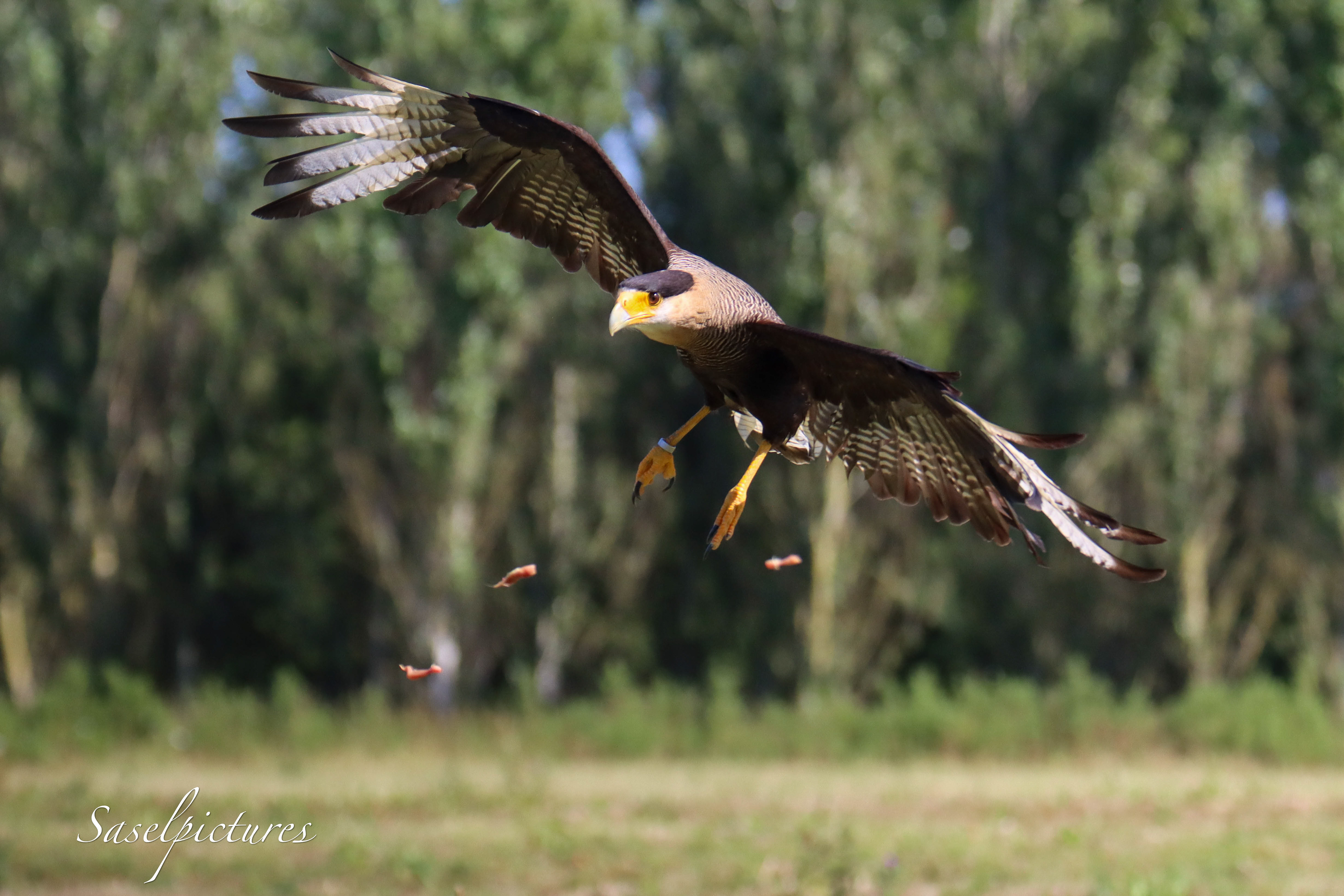 Kuifcaracara