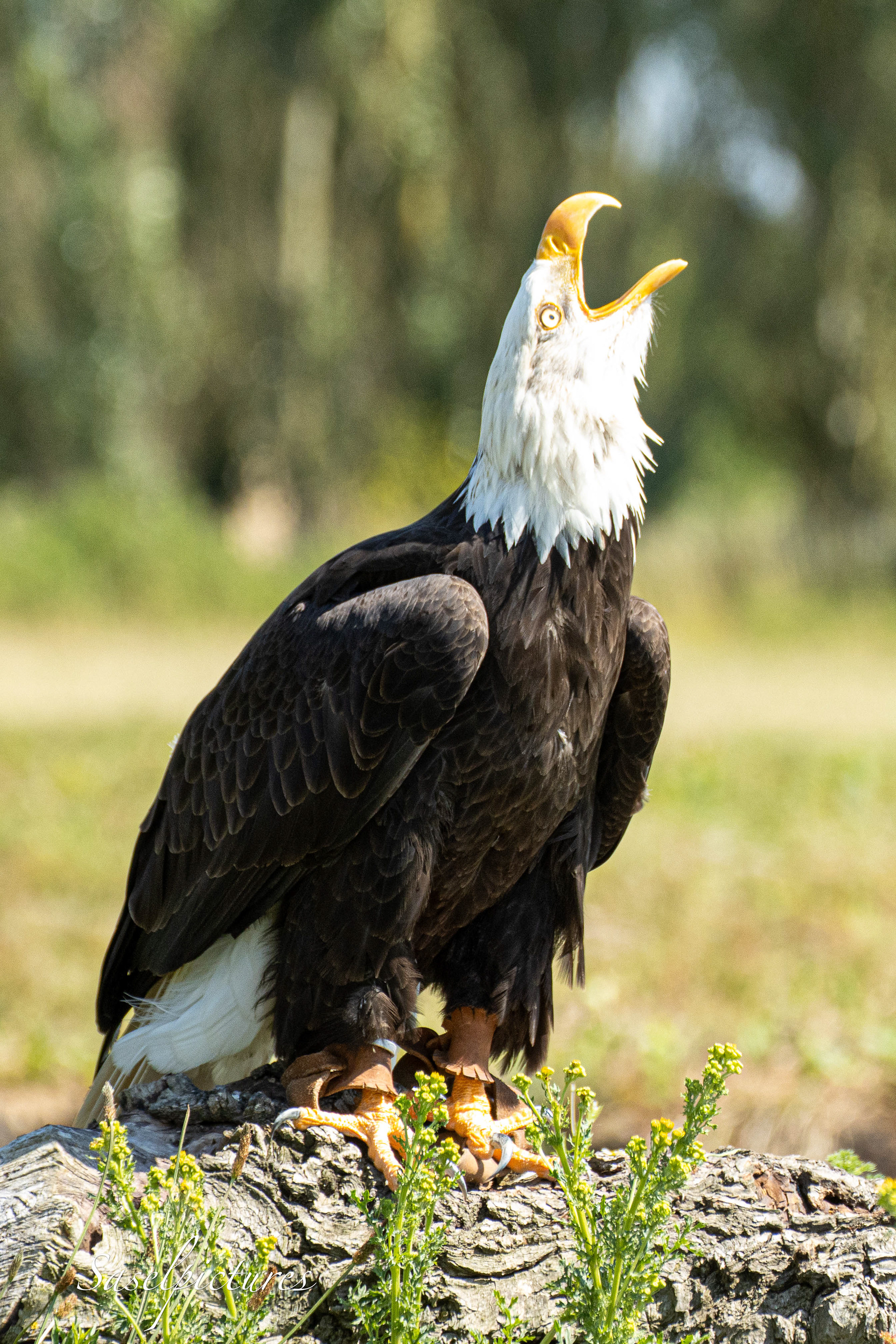 Amerikanse Zeearend
