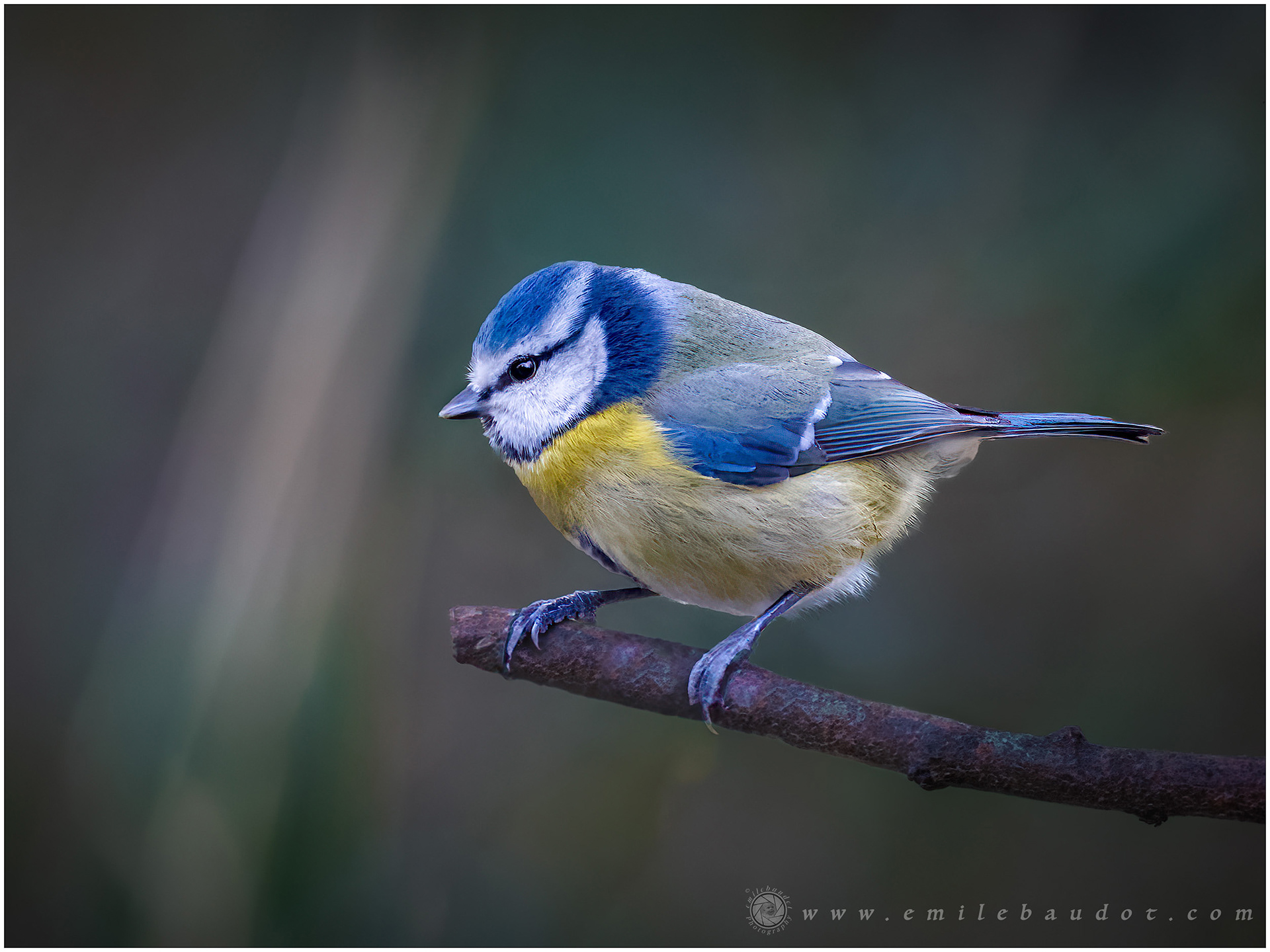 Blue Tit
