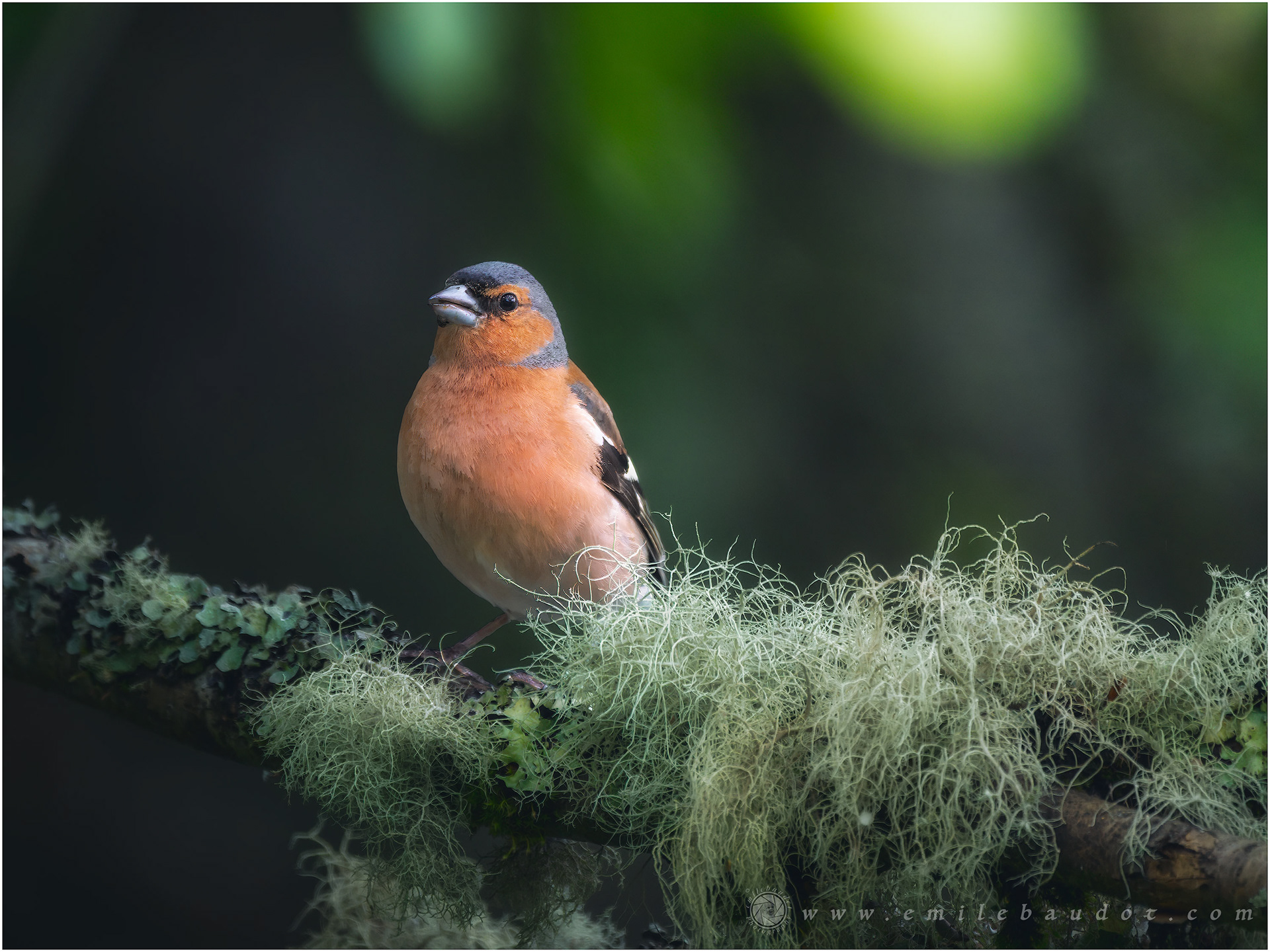 Chaffinch