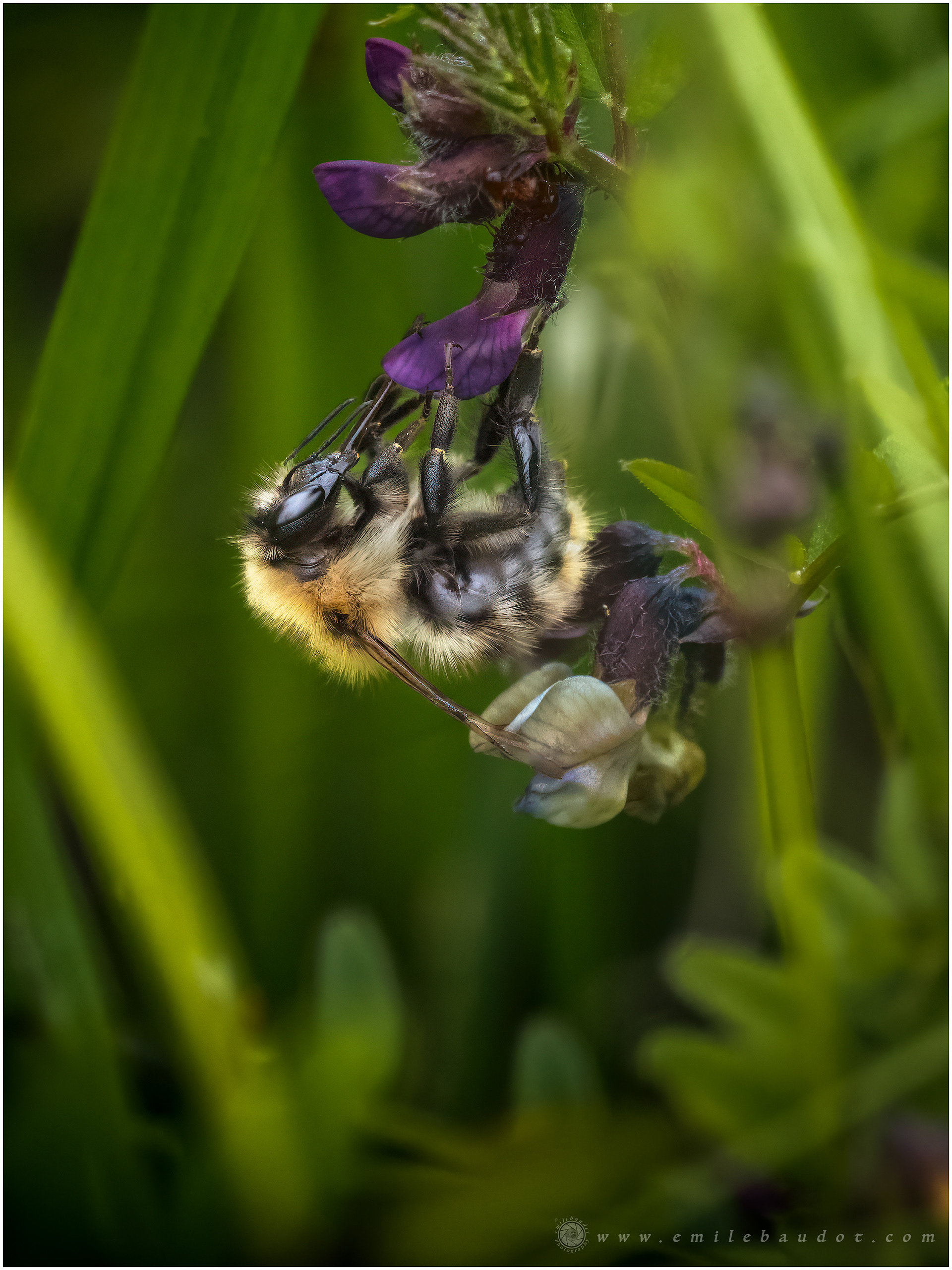 Red-tailed Bee