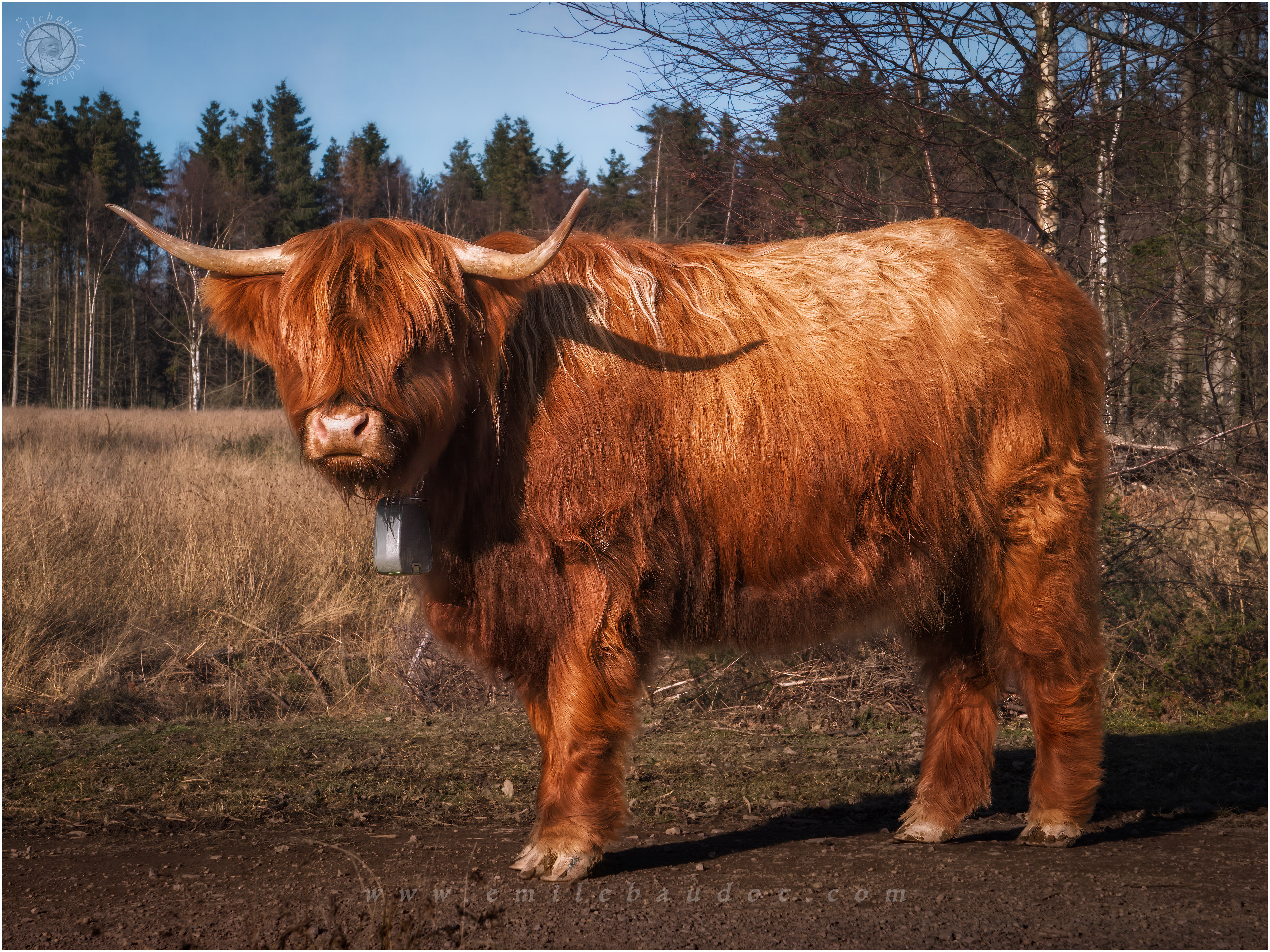 Highland Cow