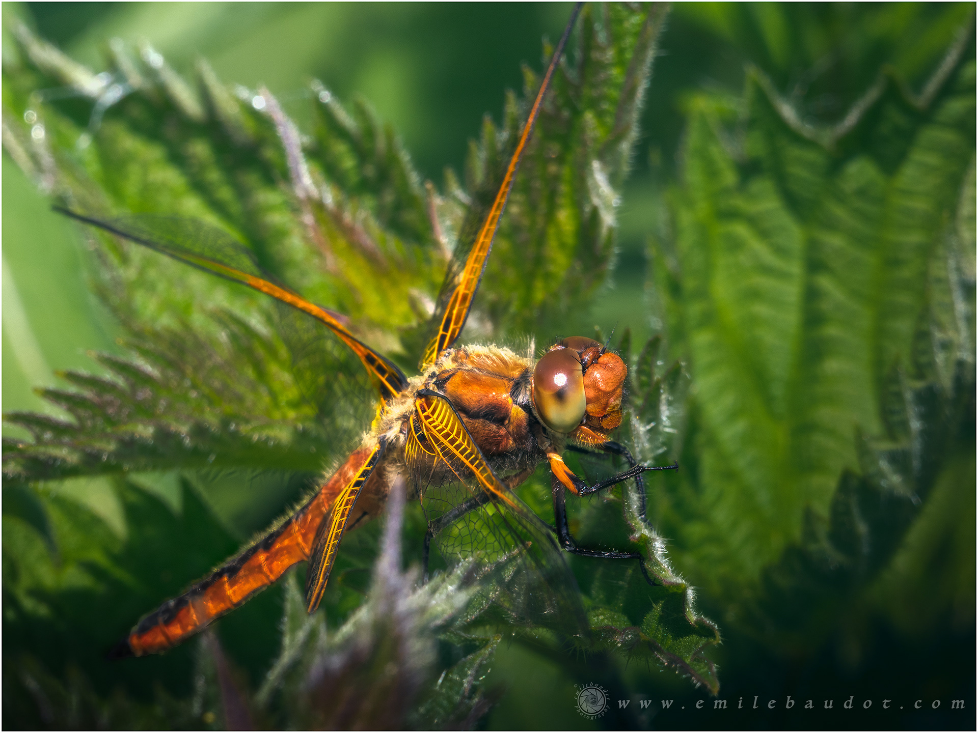 Scarce Chaser