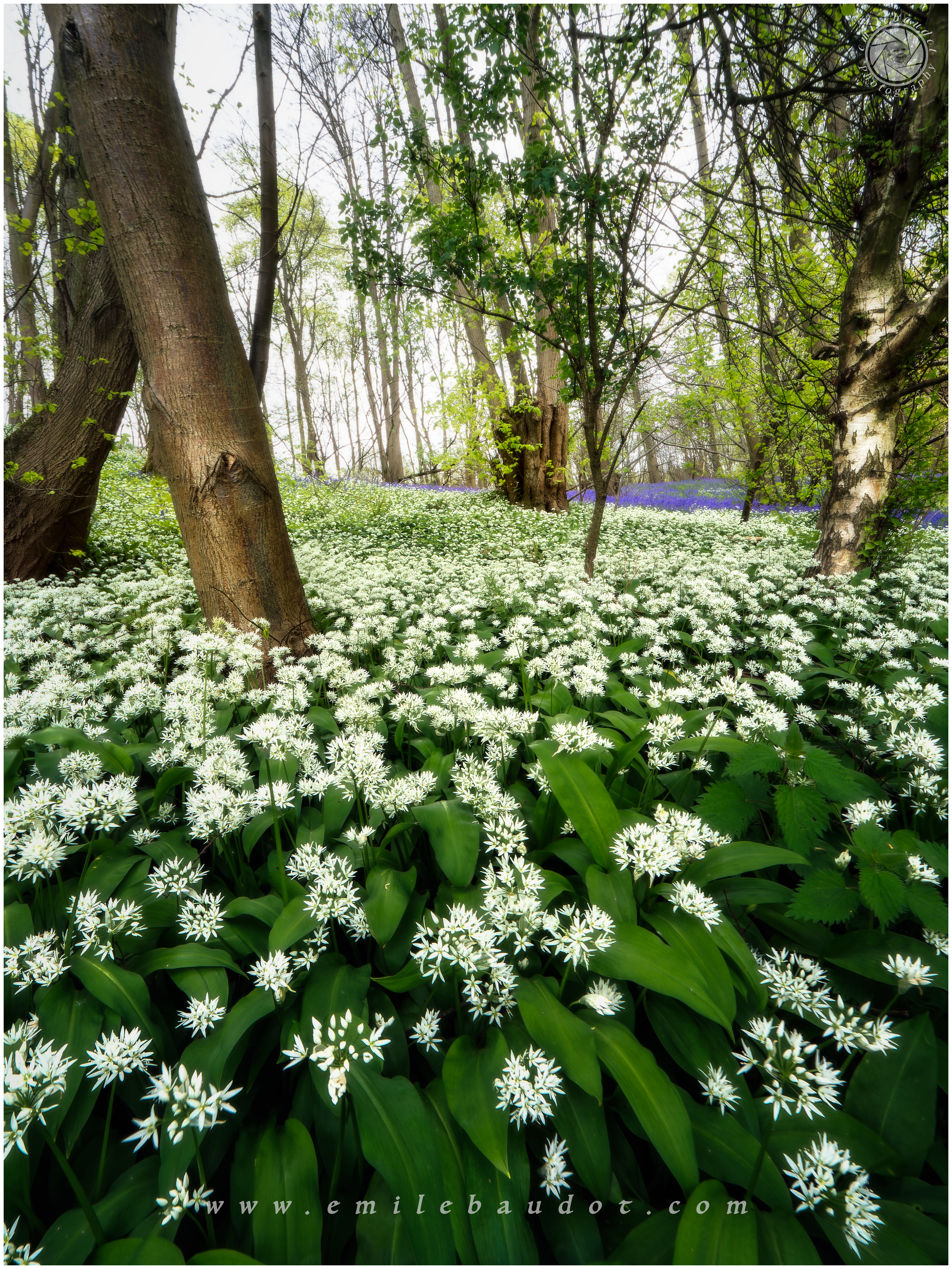 Wild Garlic
