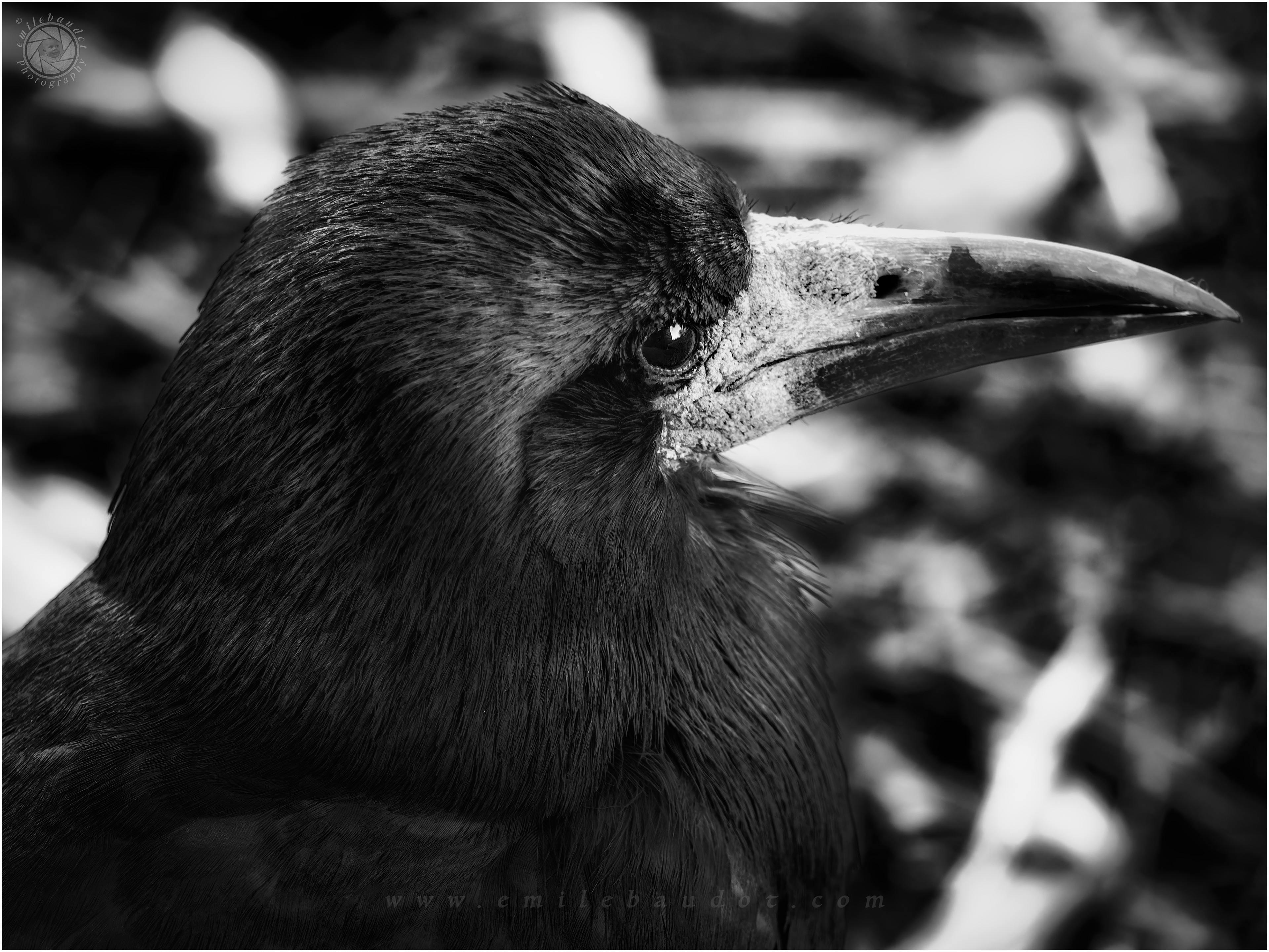 Portrait of a Rook