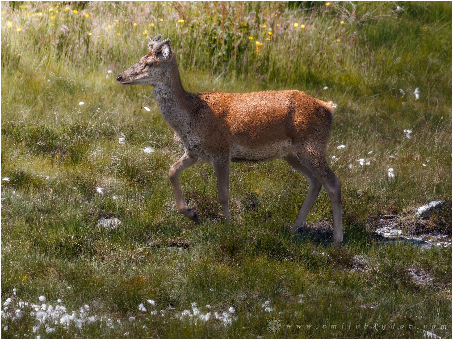 Red Deer