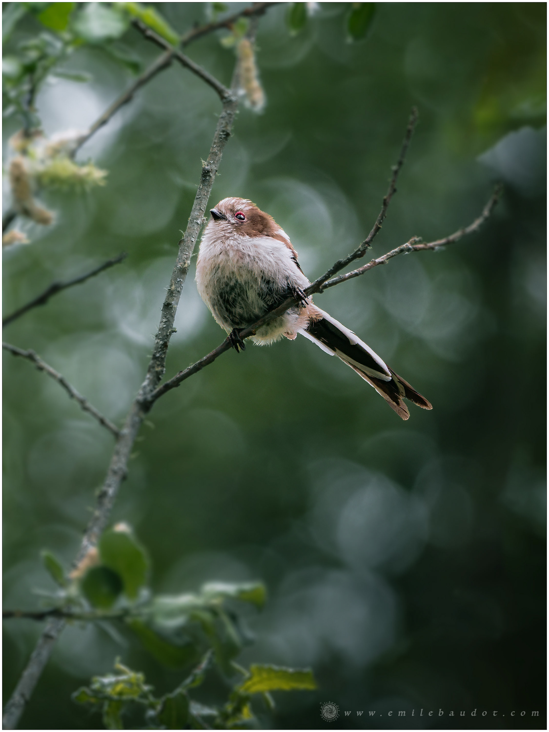 Long-tailed Tit