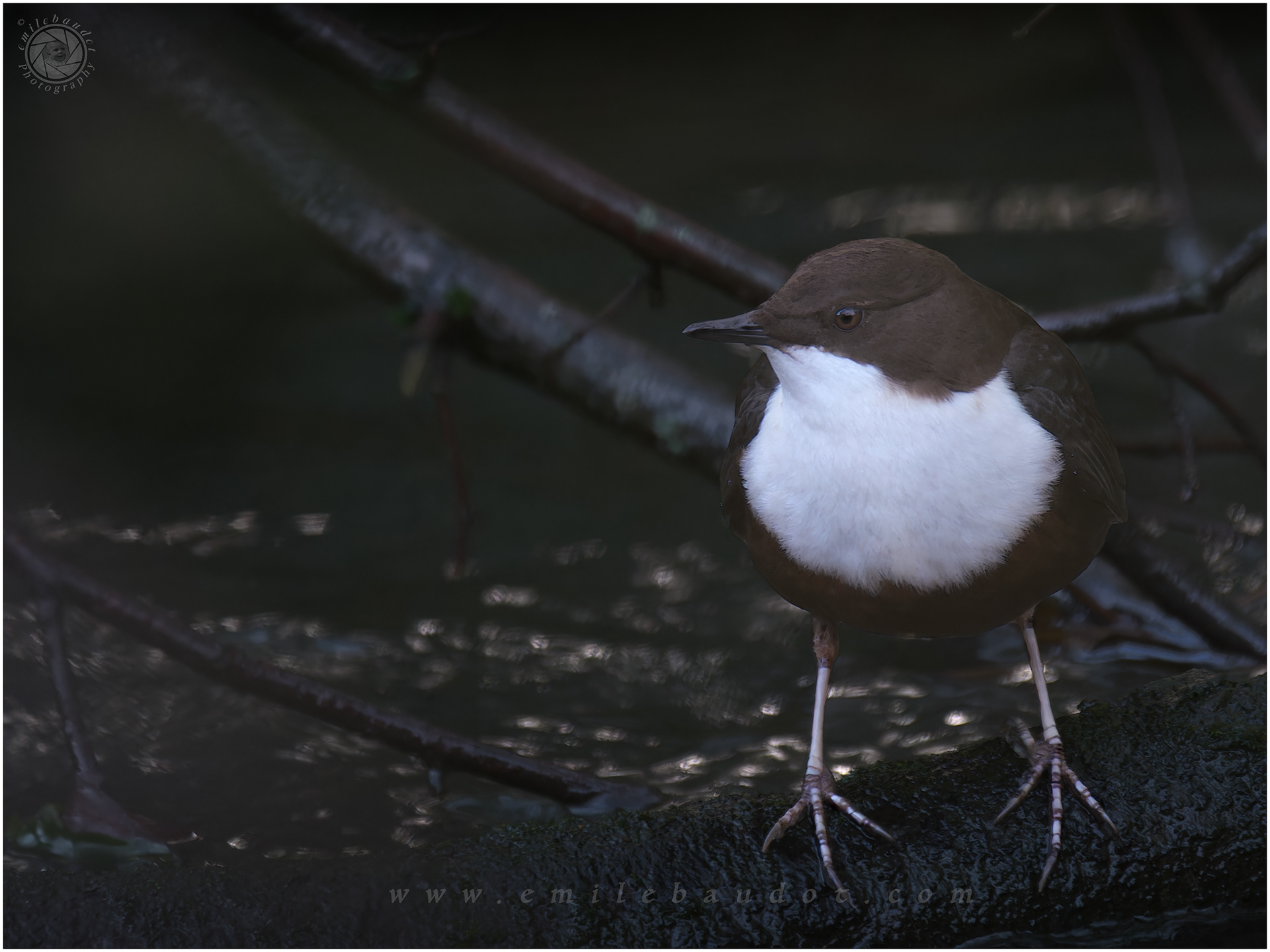 Dipper