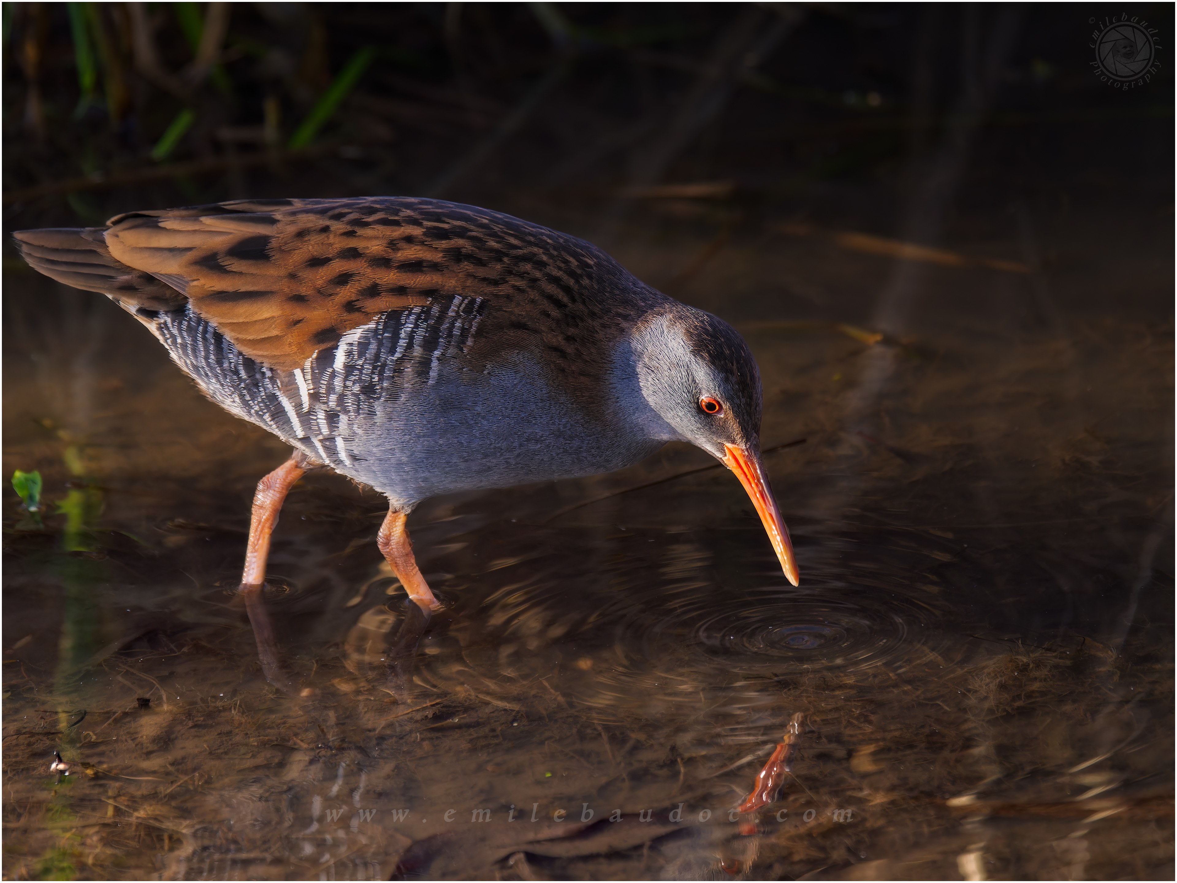 Water Rail