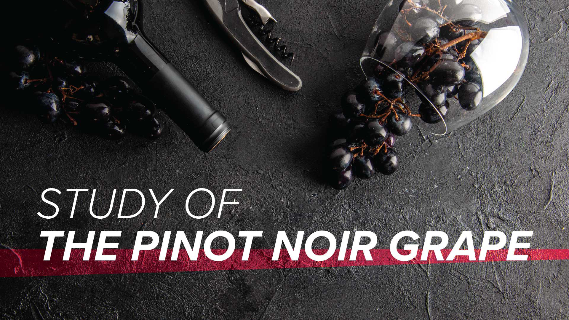Study of the Pinot Noir Grape | 1920x1080 