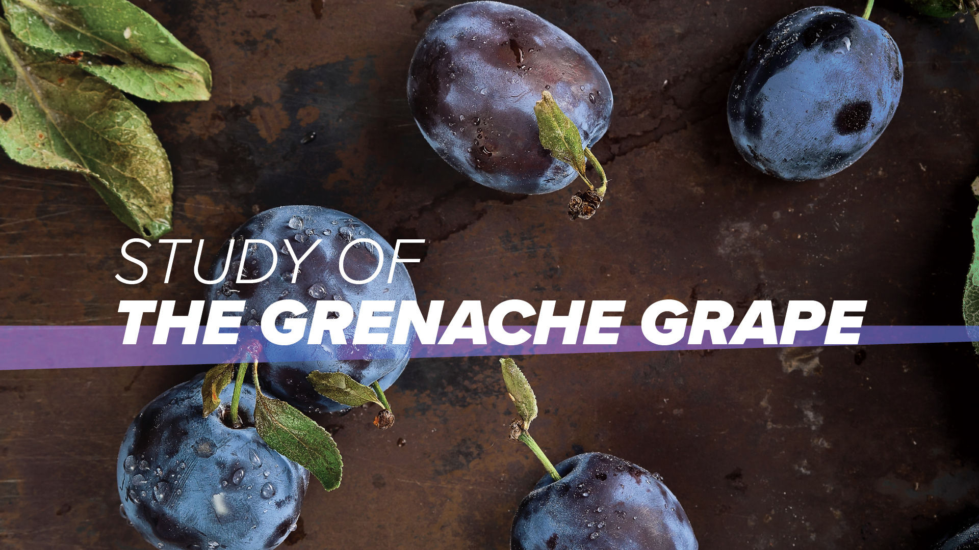 Study of the Grenache Grape | 1920x1080