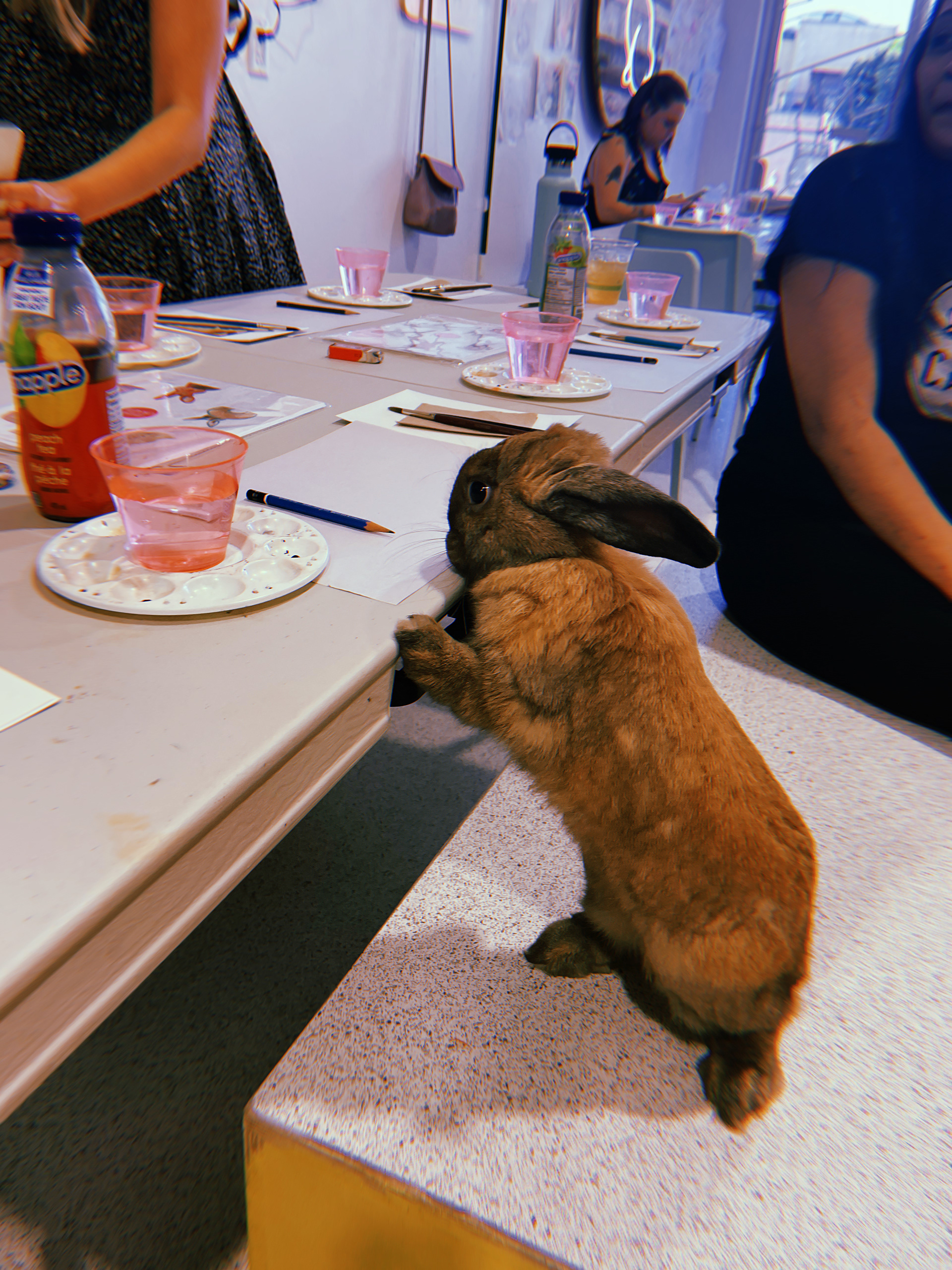 Bunny Cafe Watercolour Night
