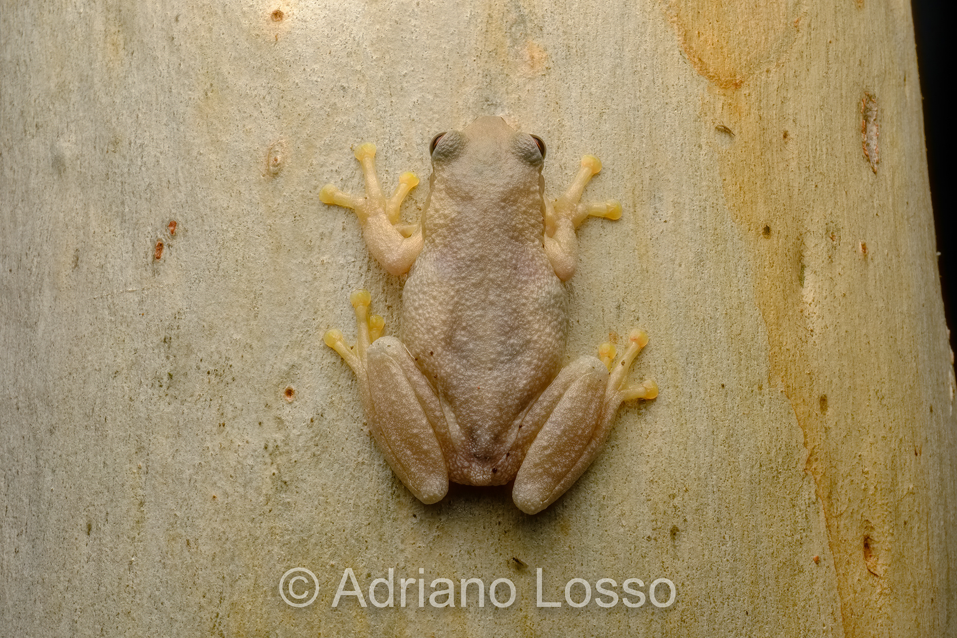 Bleaing Tree Frog (Litoria dentata)