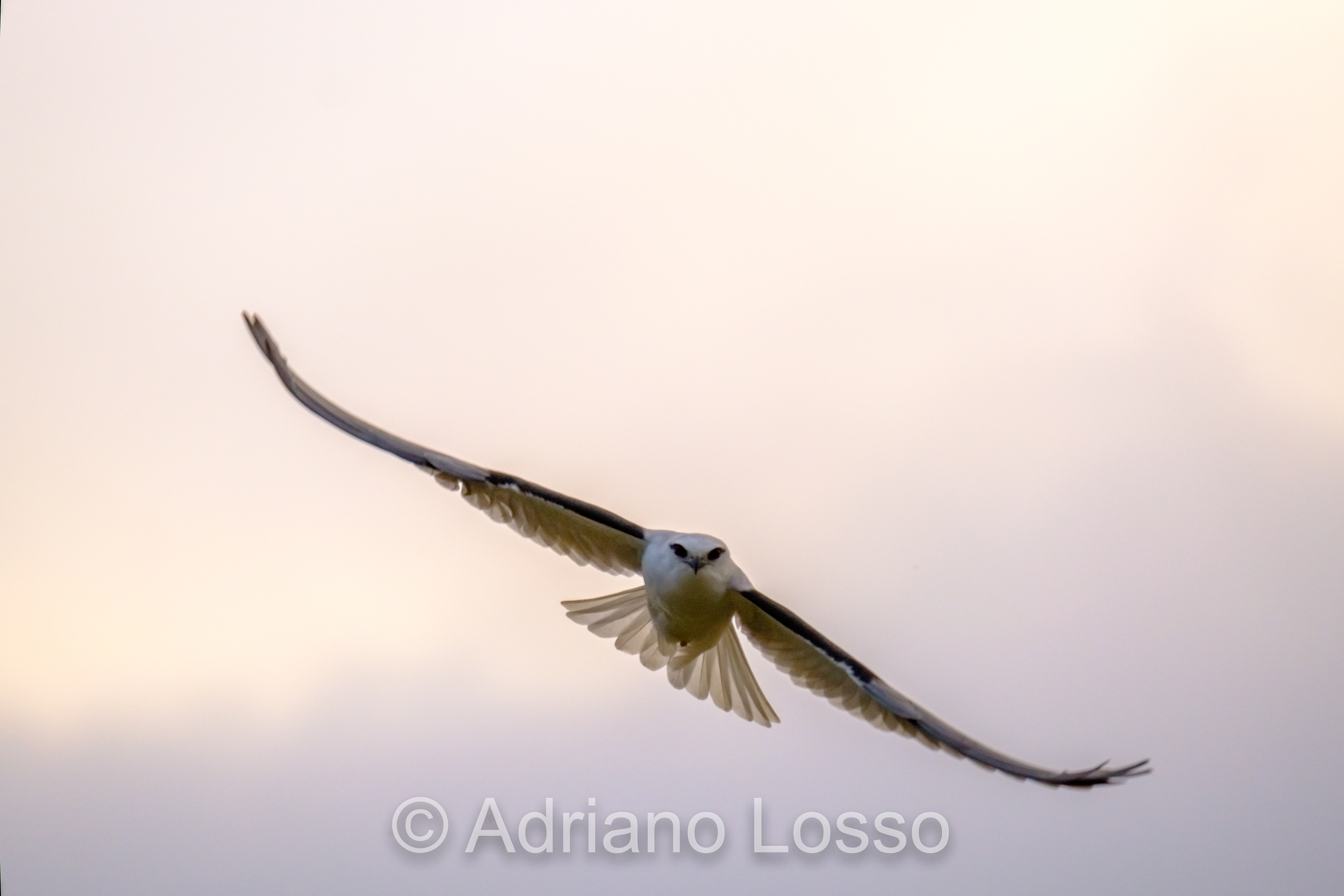 Black-Shouldered Kite (Elanus axillaris)