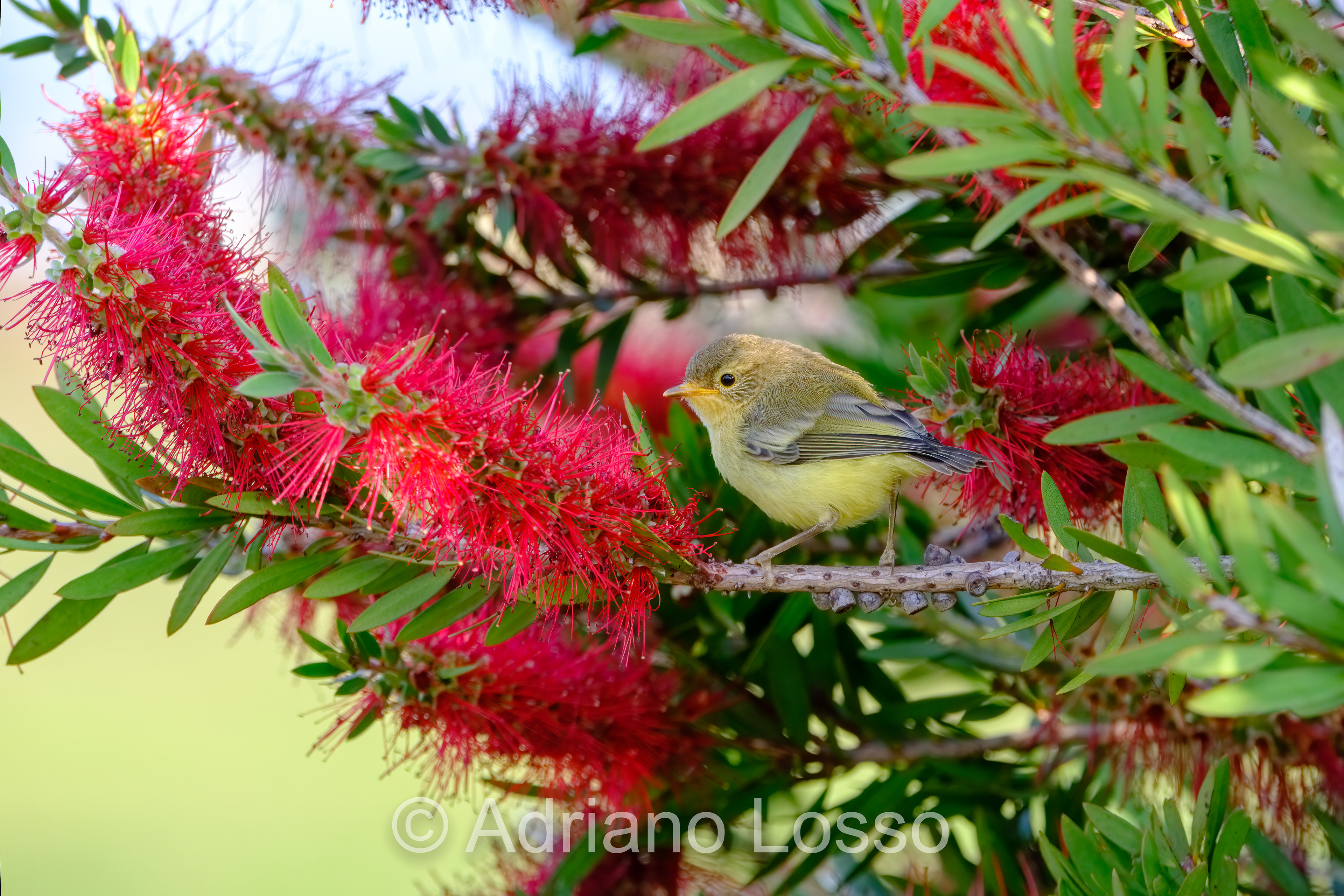 Juvenile Yellow Thornbill (Acanthiza nana)